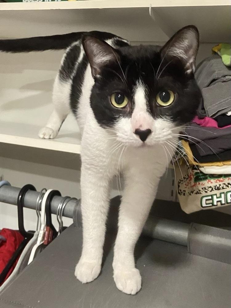 Enlarge Angel Baby, a Adoptable Domestic Short Hair in Patchogue, NY image 4/6