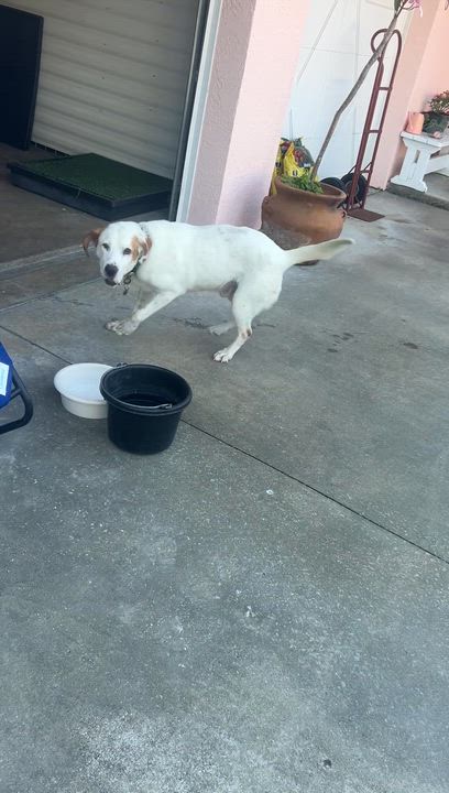 Enlarge June Bug, a Adoptable mixed breed in Loxahatchee, FL video 2/2