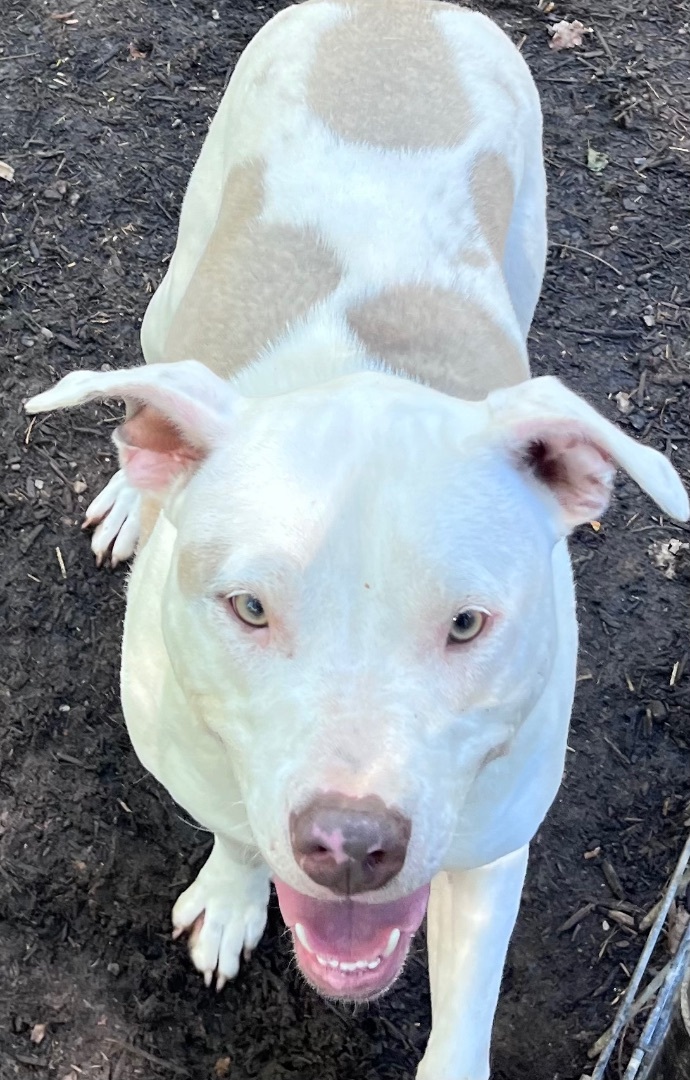 Chance, a Adoptable mixed breed image 3/6