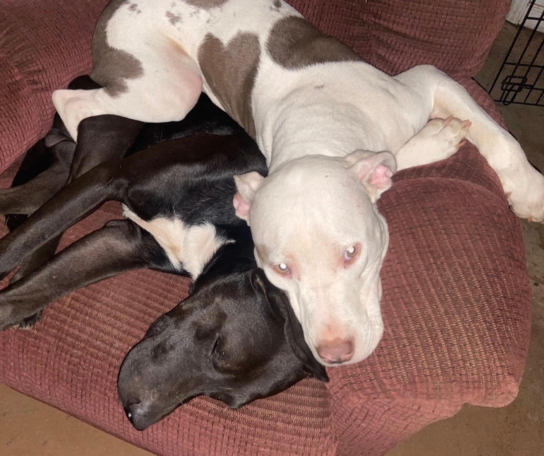 Chance, a Adoptable mixed breed image 4/6