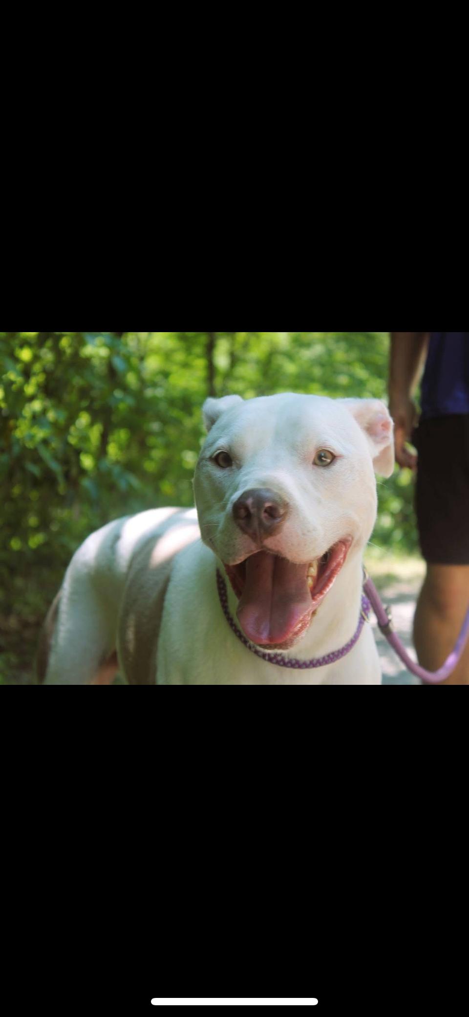 Chance, a Adoptable mixed breed image 1/6