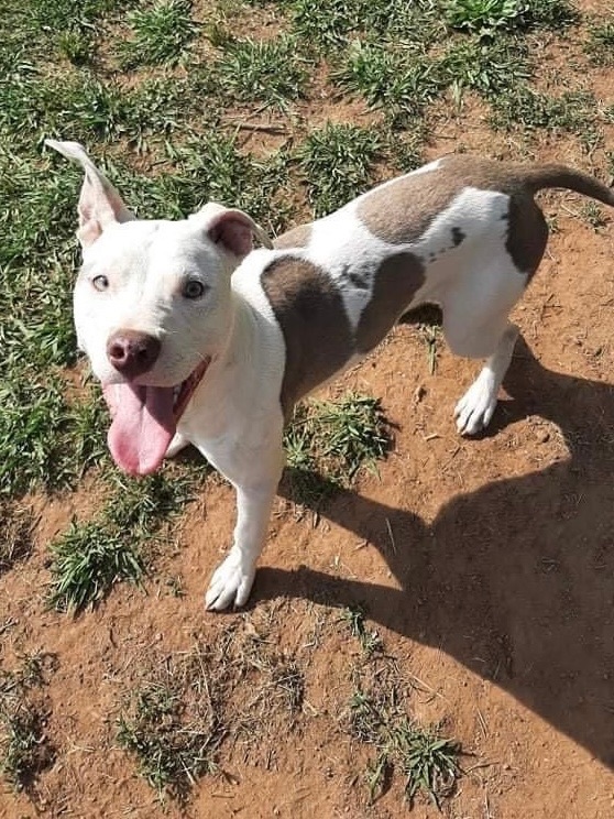 Chance, a Adoptable mixed breed image 5/6