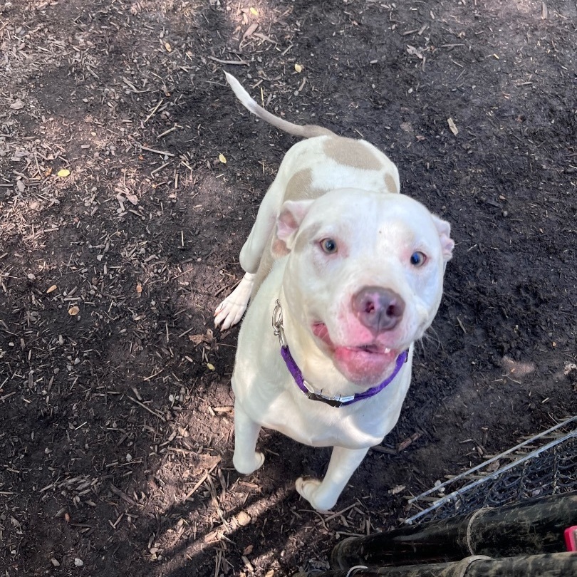 Chance, a Adoptable mixed breed image 6/6