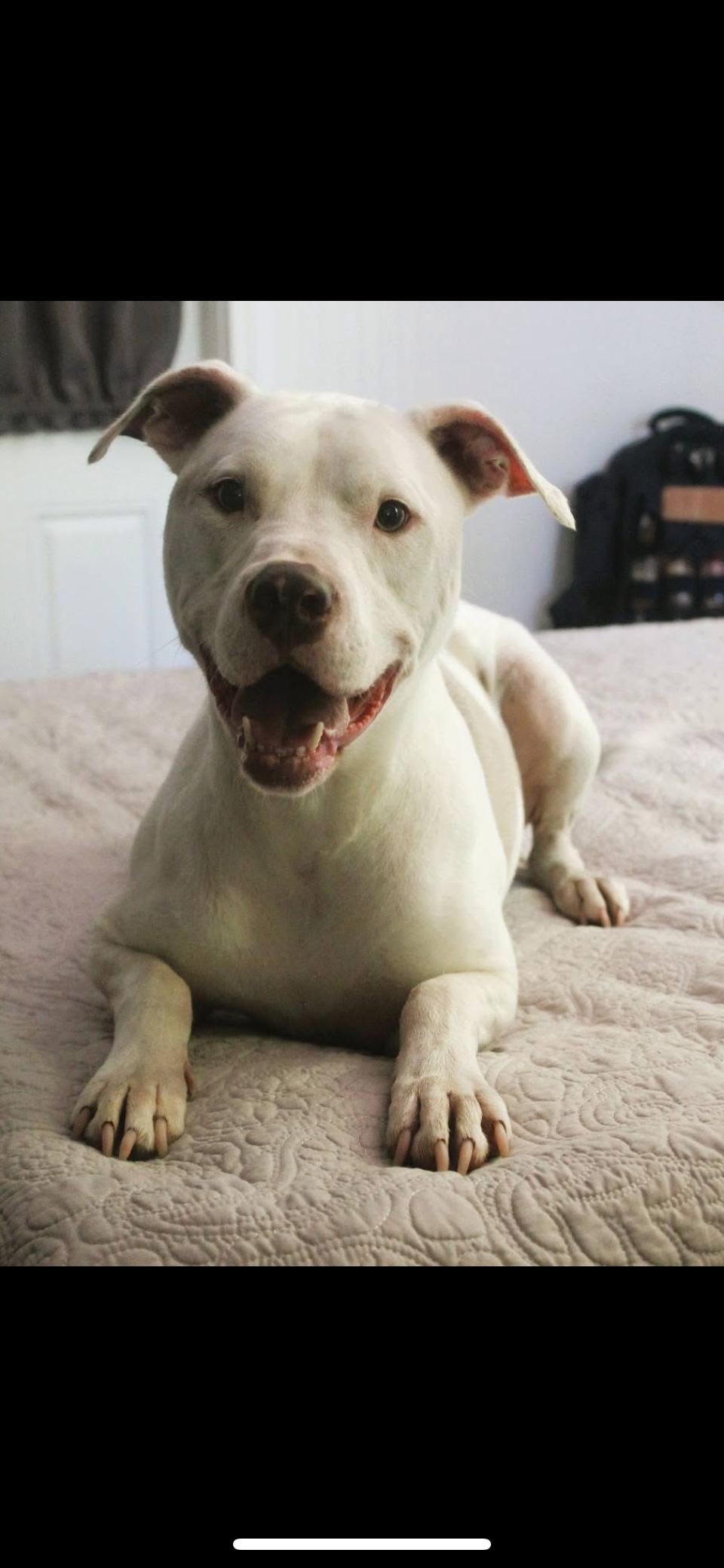 Chance, a Adoptable mixed breed image 2/6