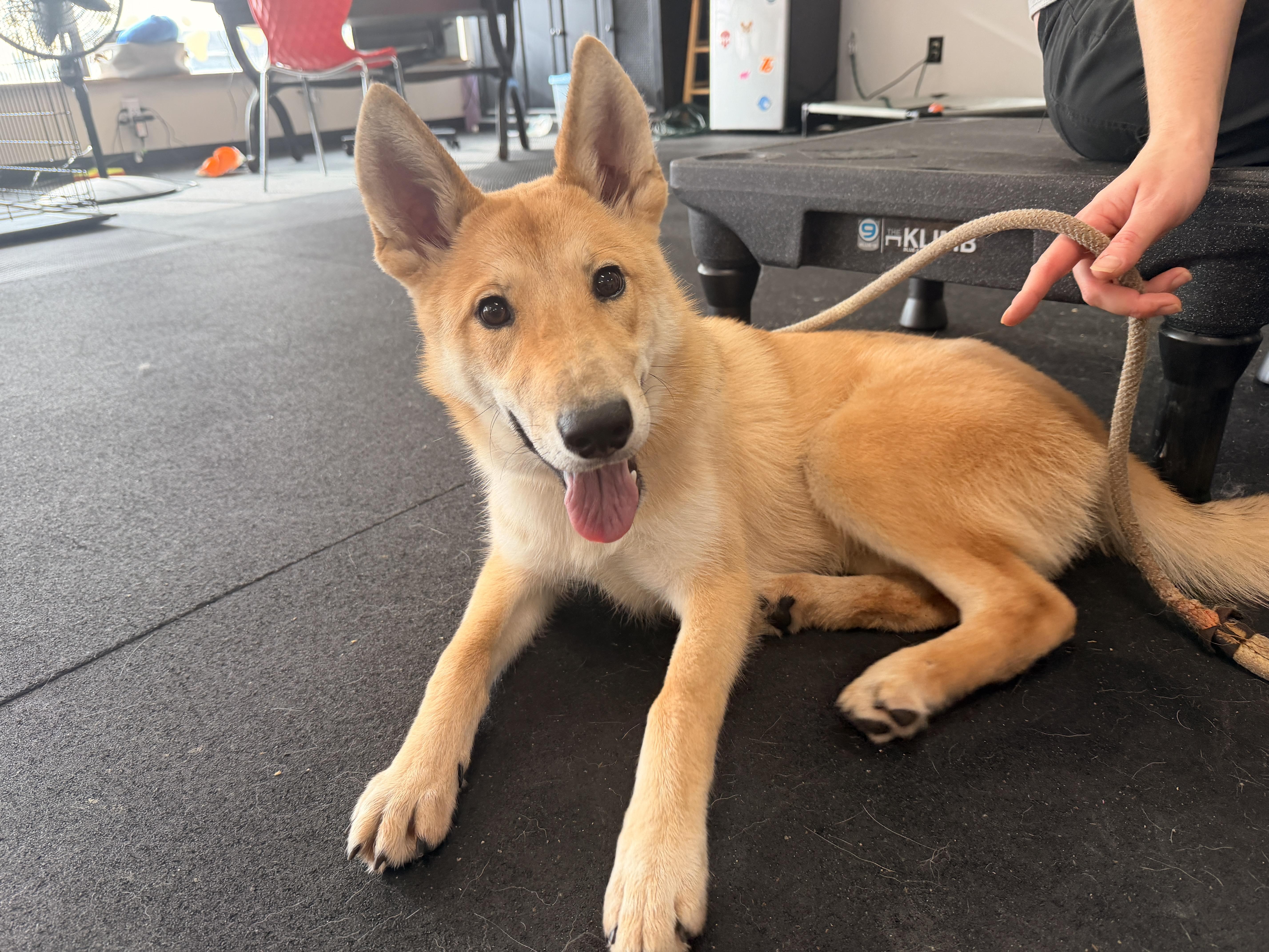 Kelani, Adoptable, Puppy Female Husky.