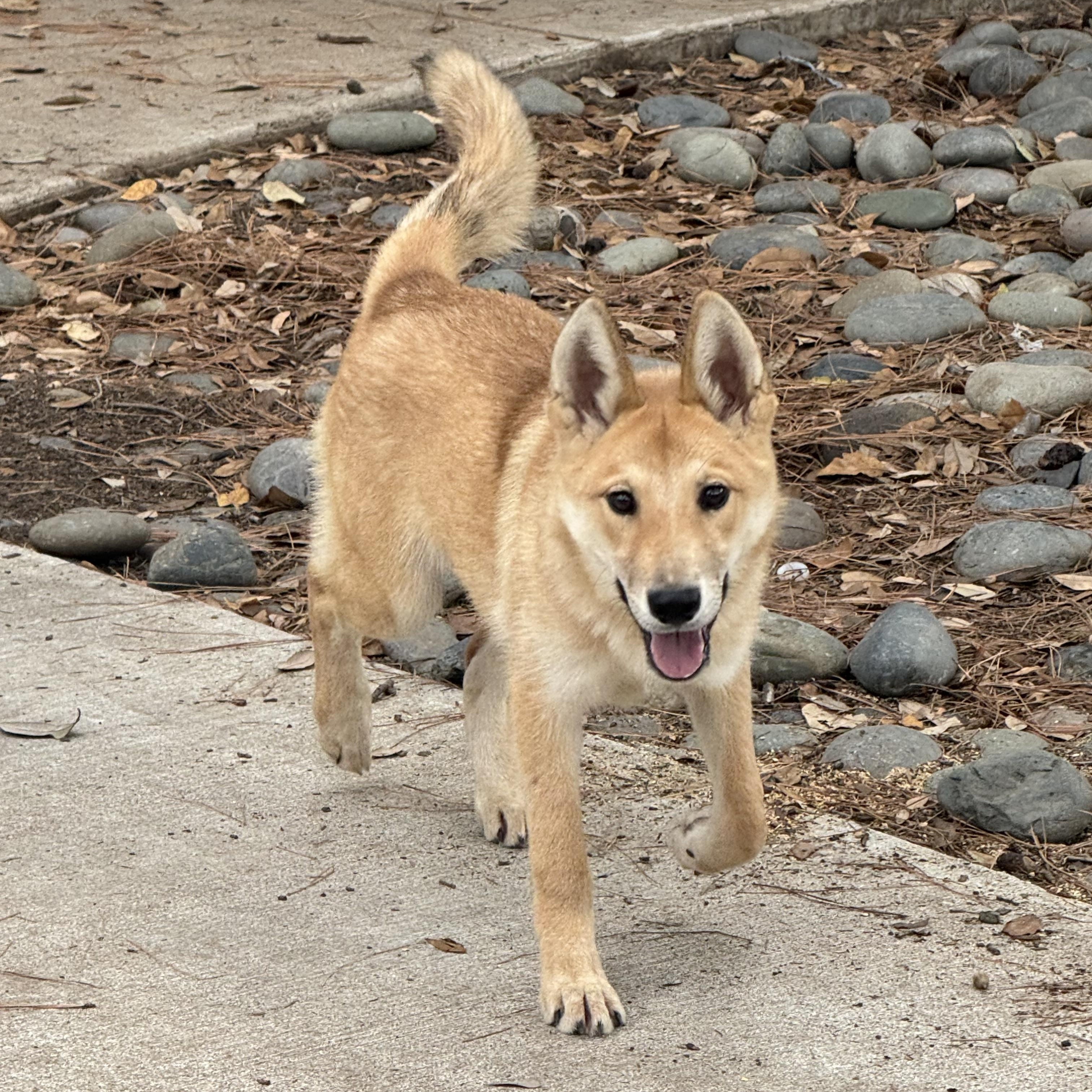 Kelani, a Adoptable mixed breed in Jefferson City, MO image 2/5