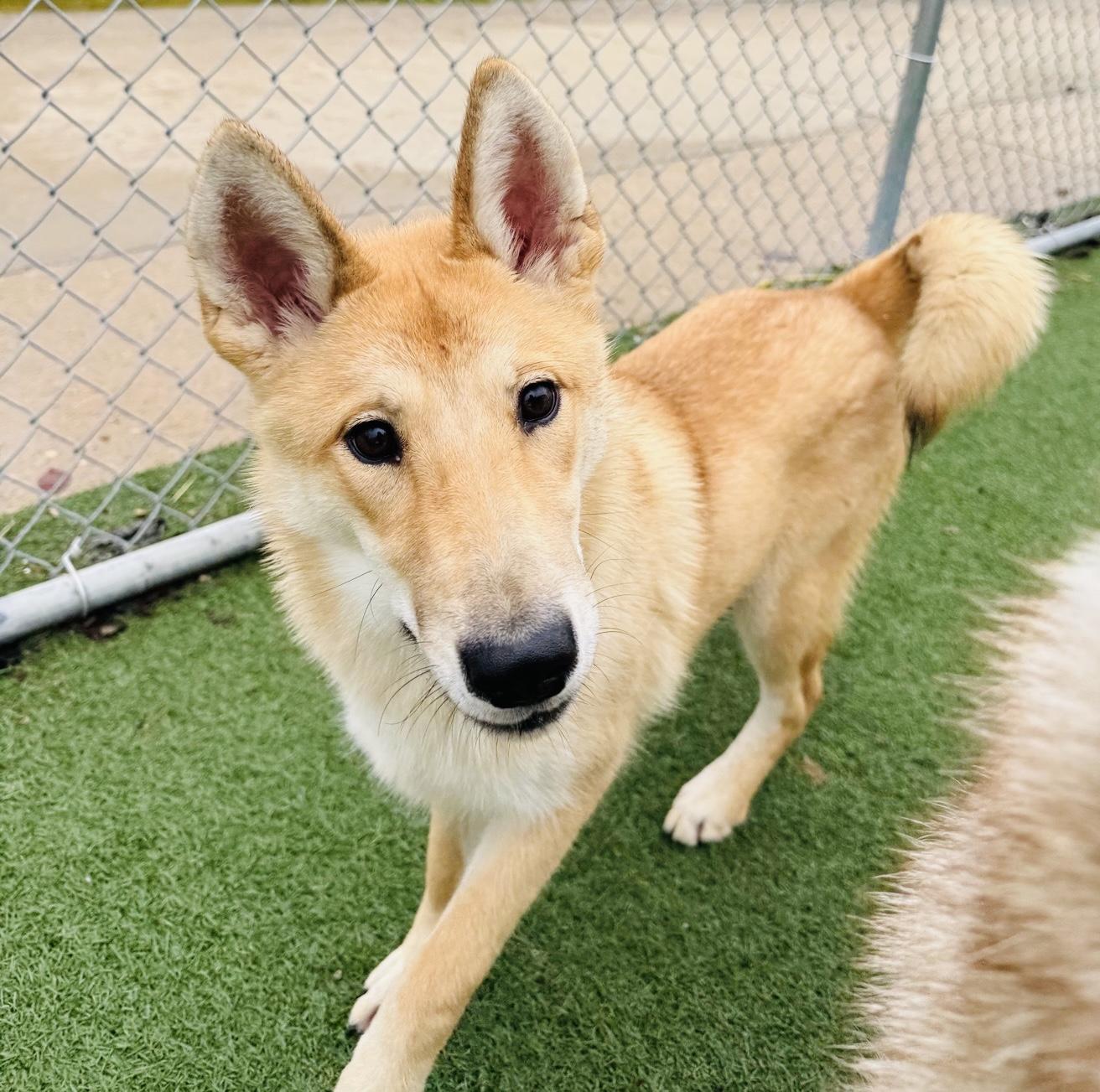 Kelani, a Adoptable mixed breed in Jefferson City, MO image 3/5