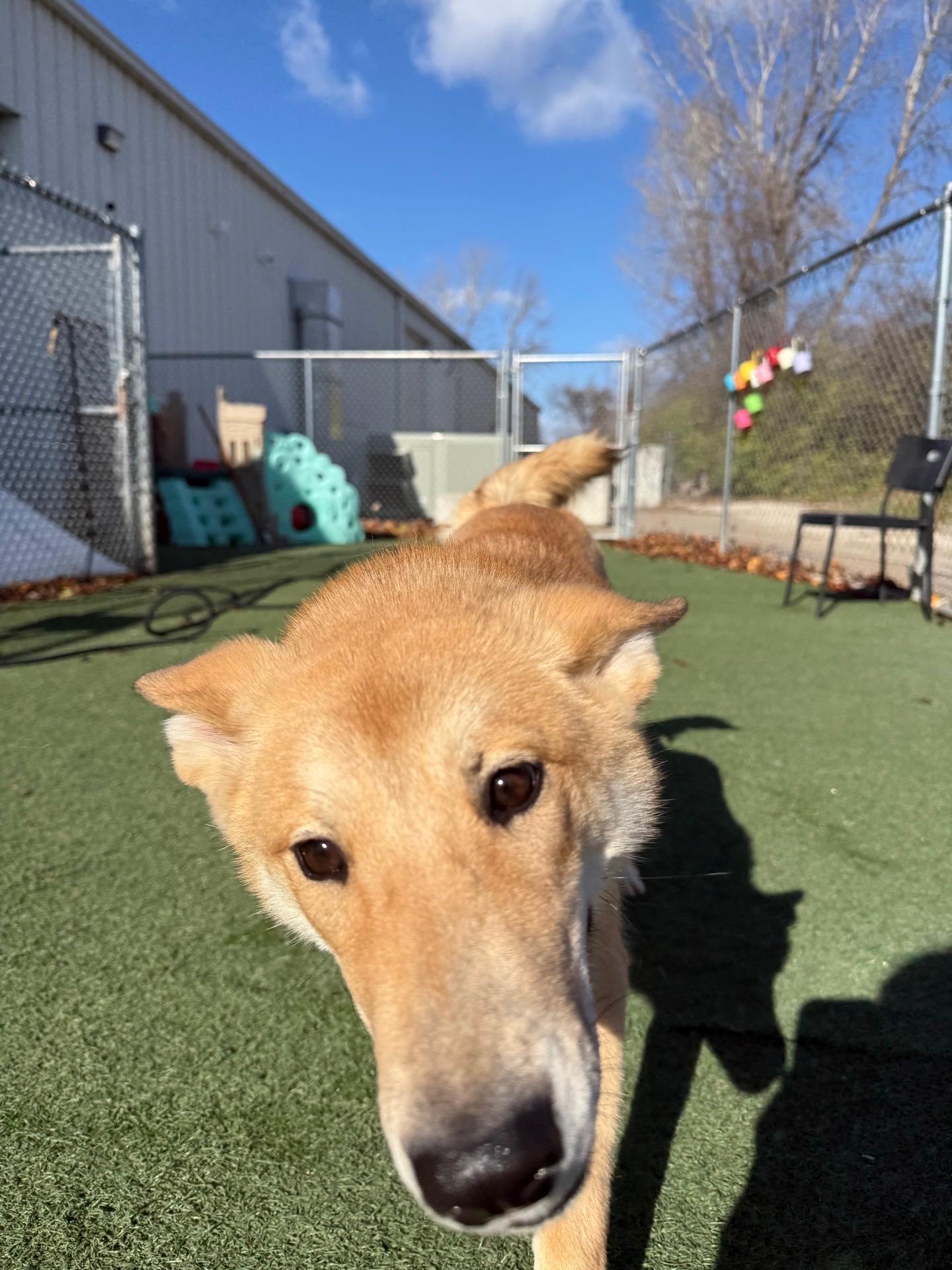 Kelani, a Adoptable mixed breed in Jefferson City, MO image 4/5