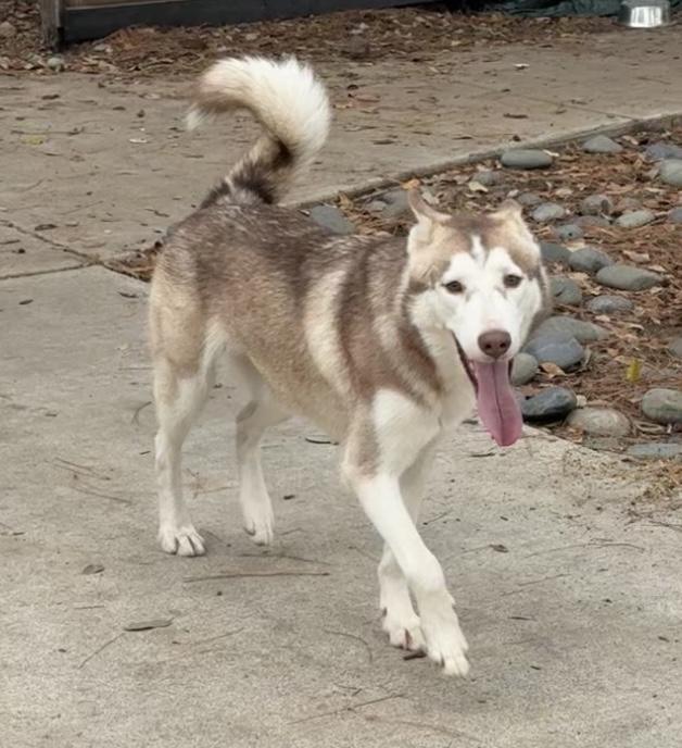 Meet this sweet little family — Akela, Koa, and Kelani!