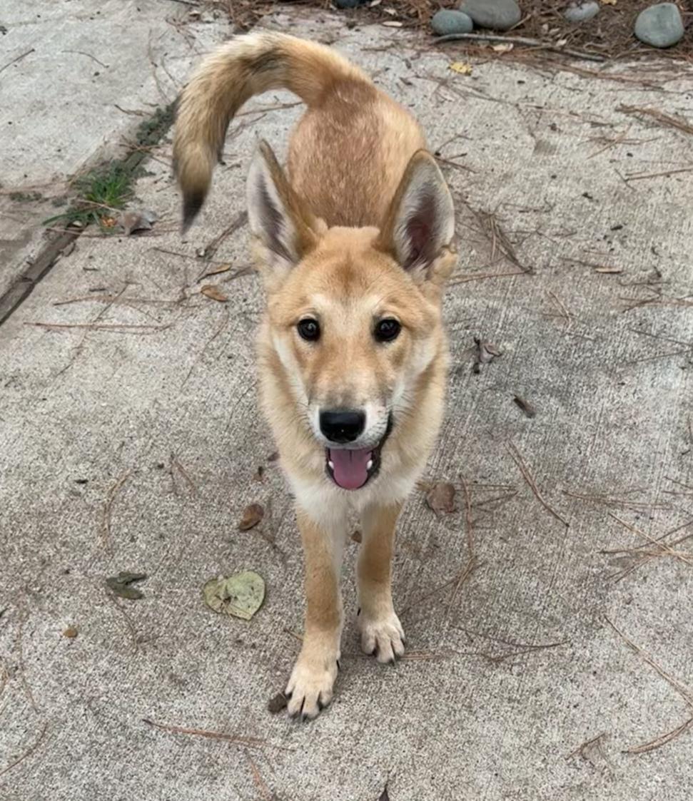 Kelani, a Adoptable mixed breed in Jefferson City, MO image 5/5