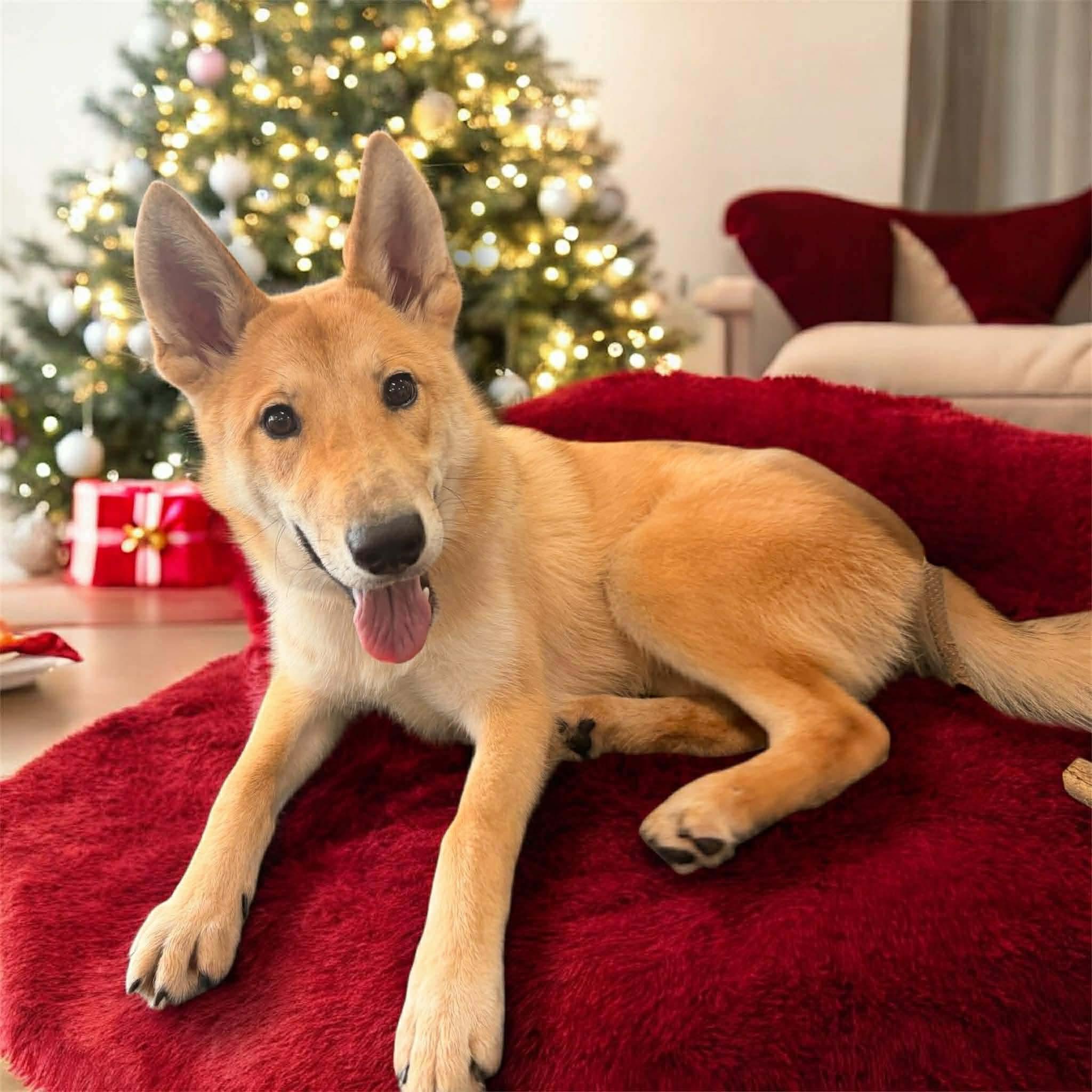 Kelani, Adoptable, Puppy Female Husky.