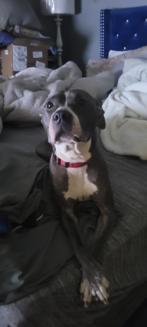 Enlarge Maribel, a Adoptable Pit Bull Terrier in Far Rockaway, NY image 1/1