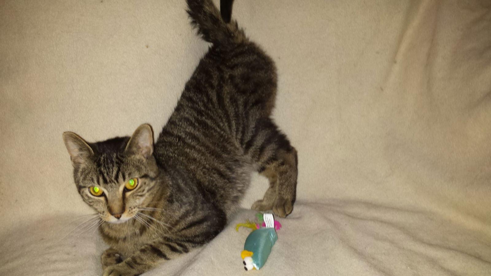 Rusty, Adoptable, Young Male Domestic Short Hair.