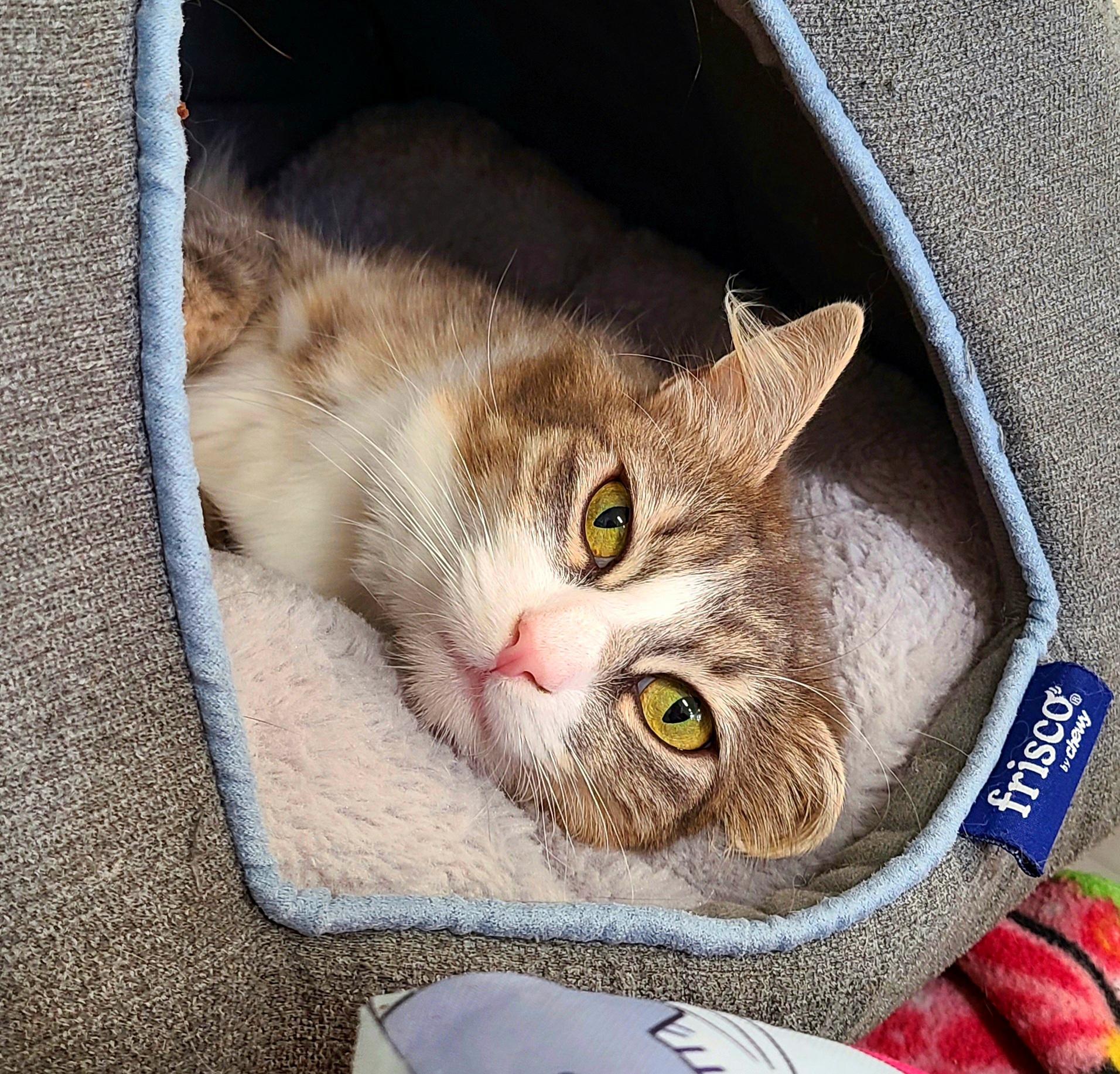 Lucinda, ADOPTABLE, Young Female Domestic Short Hair.