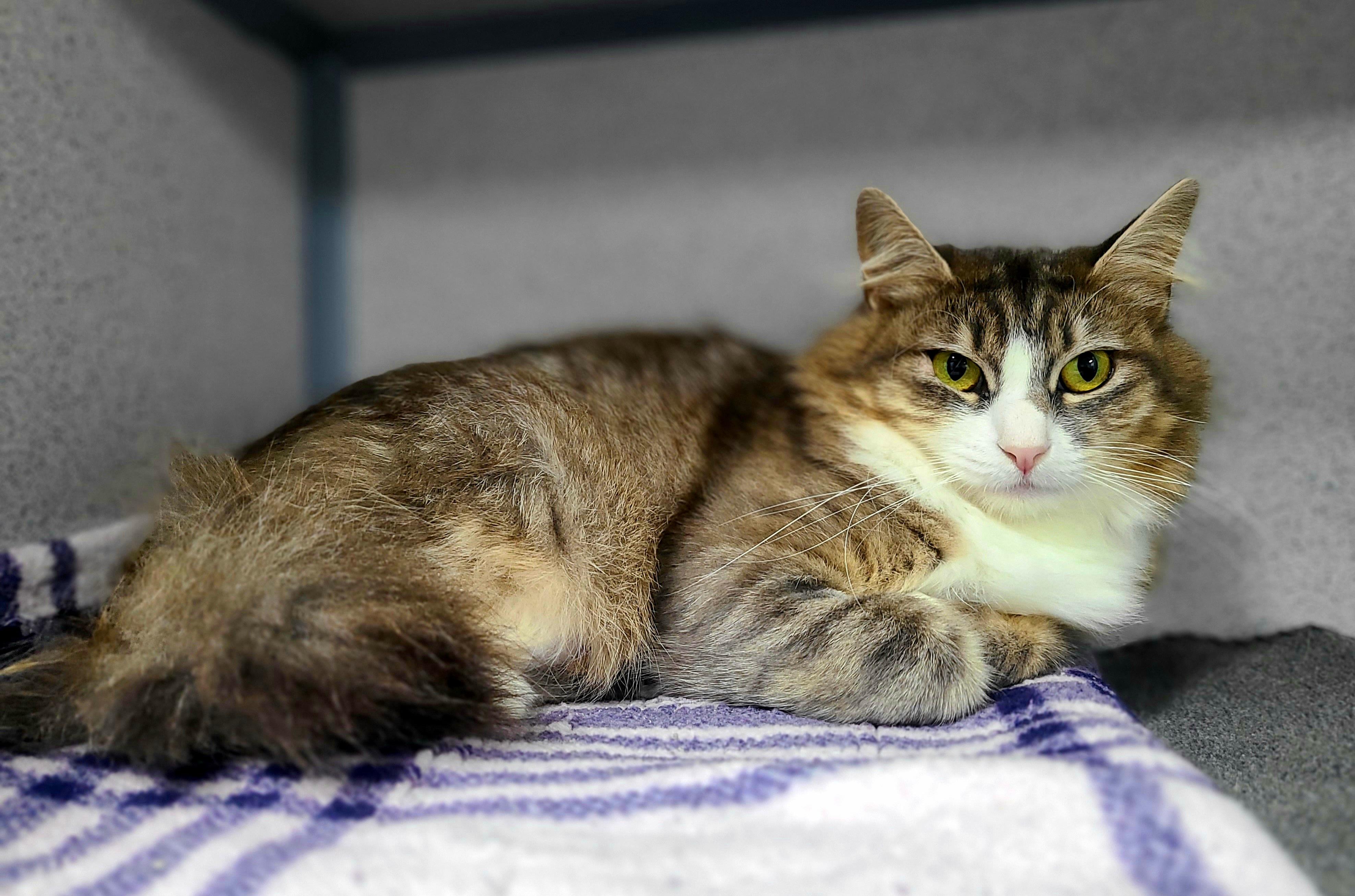 Enlarge Lucinda, a ADOPTABLE Domestic Short Hair in Kirkland, WA image 2/2