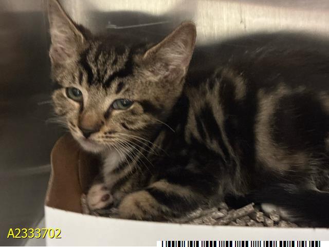 PTOOEMY, Adoptable, Kitten Male Domestic Short Hair.