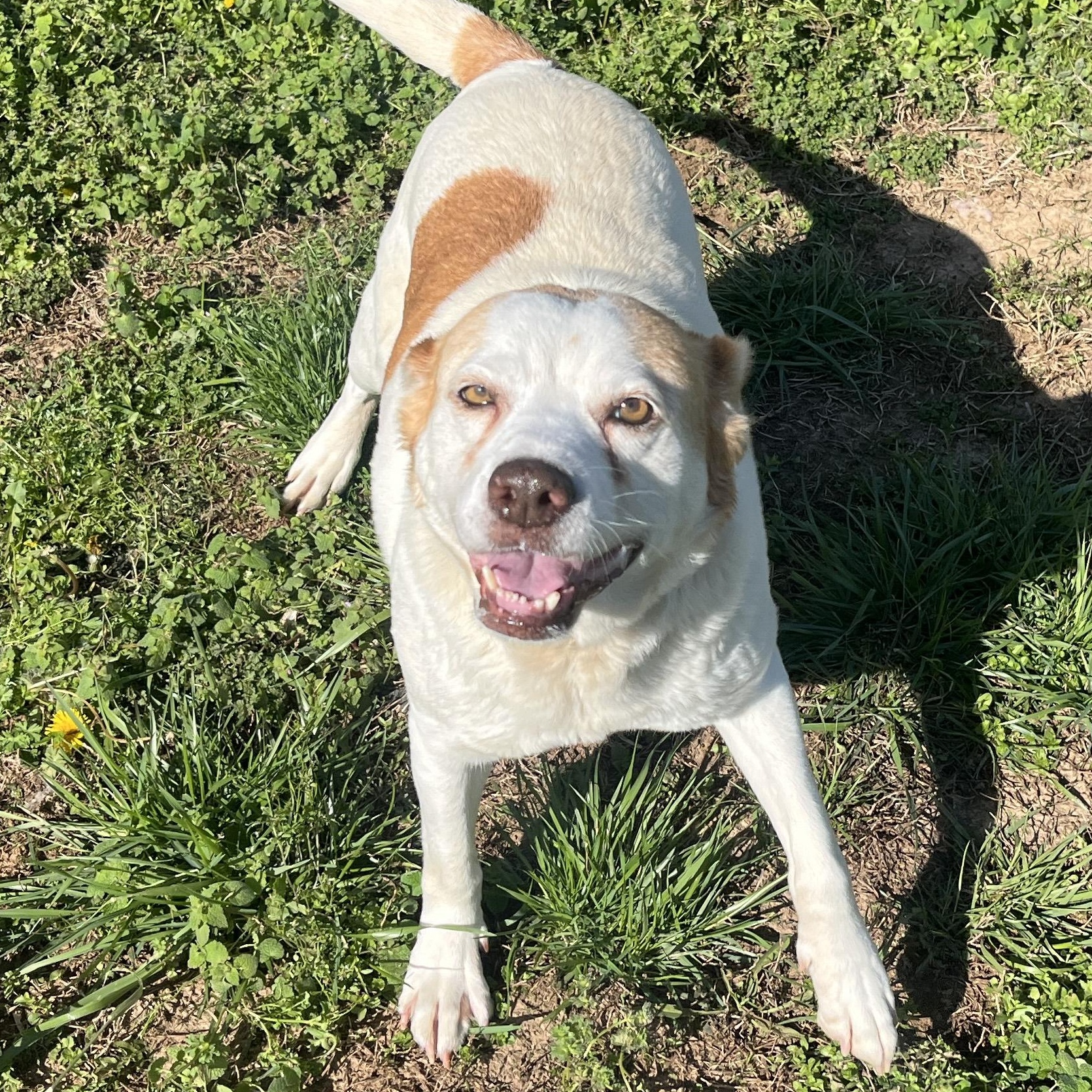 Ila, ADOPTABLE, Senior Female Yellow Labrador Retriever.