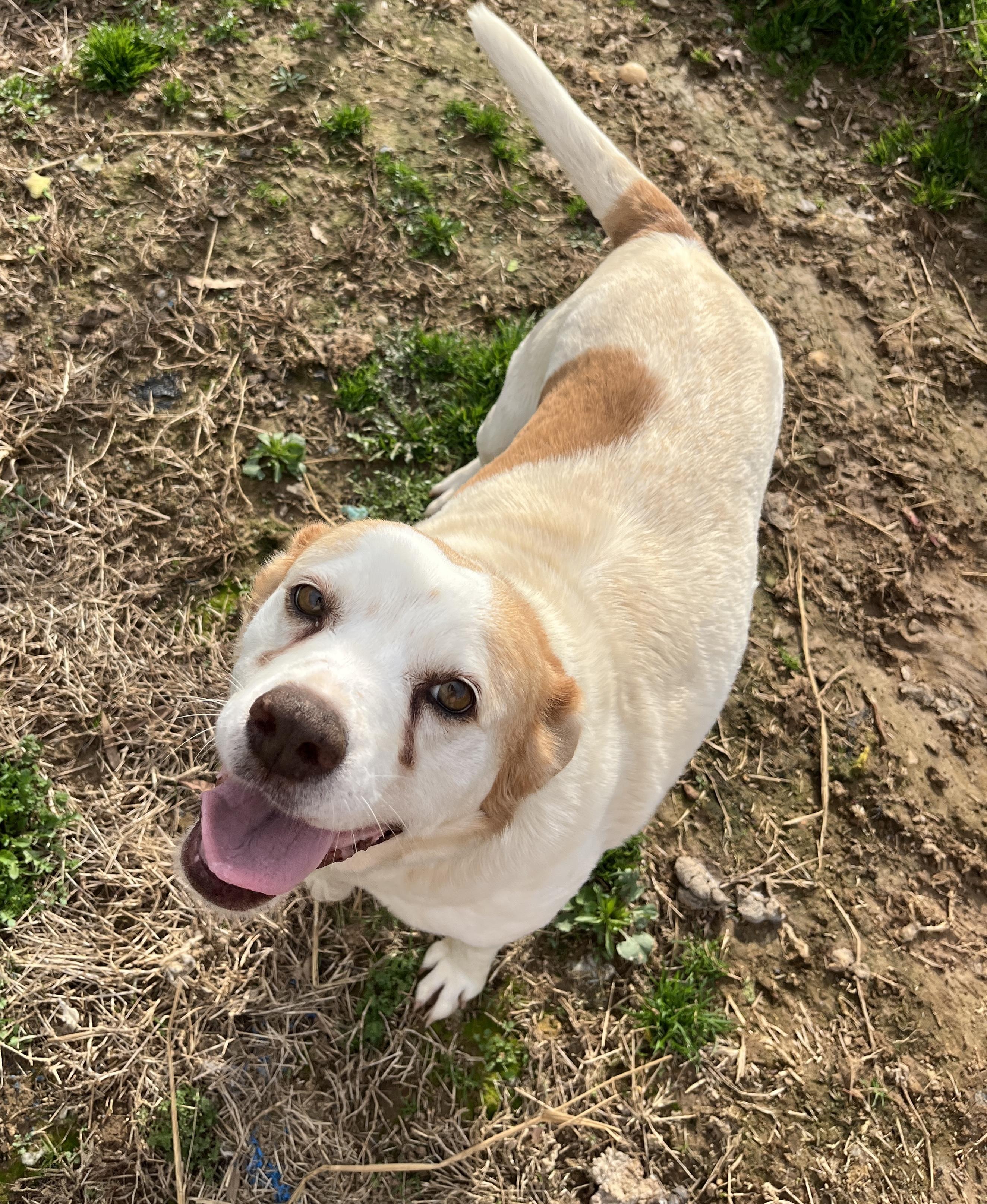 Enlarge Ila, a ADOPTABLE Yellow Labrador Retriever in McKenzie, TN image 2/3