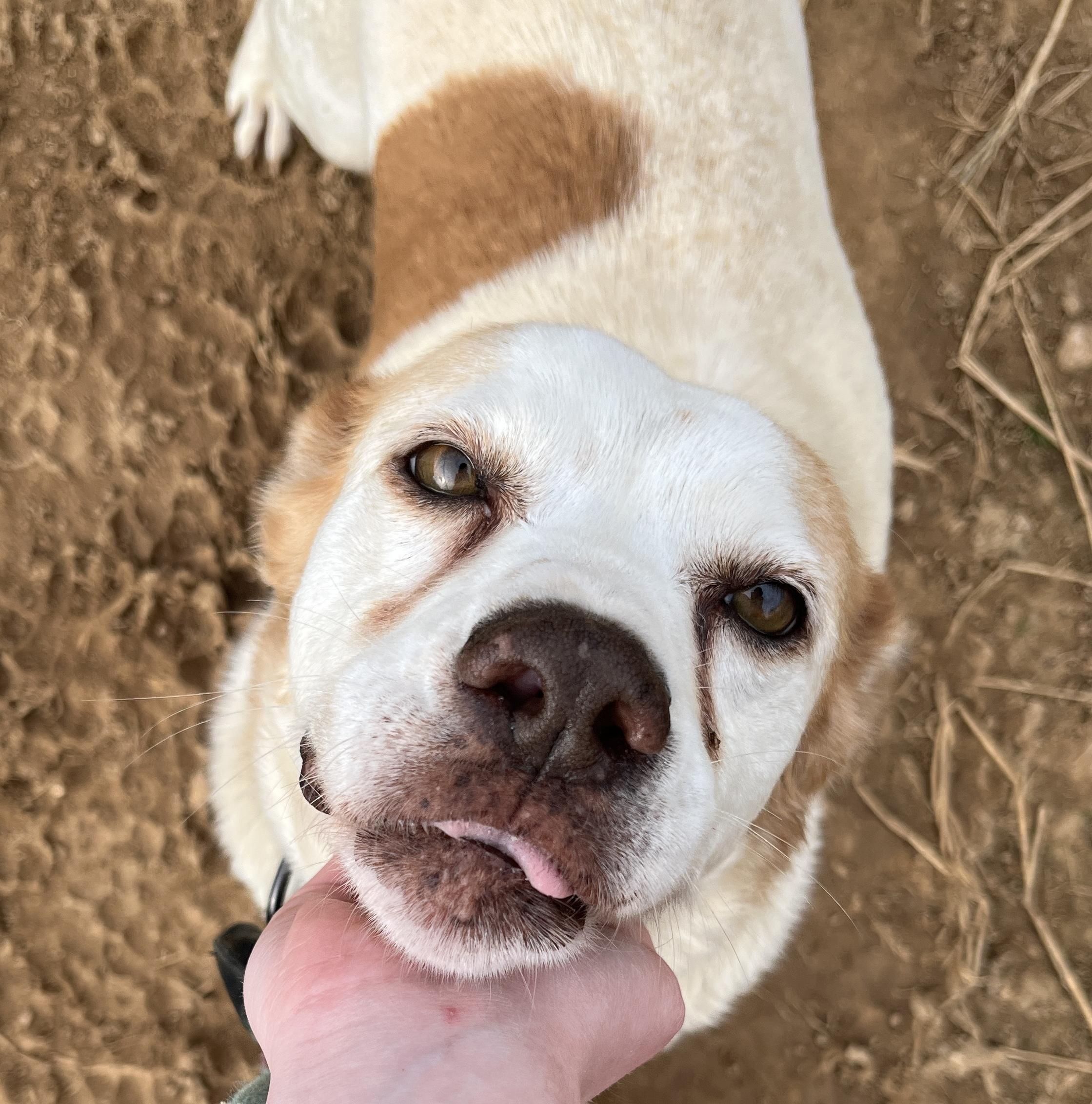 Enlarge Ila, a ADOPTABLE Yellow Labrador Retriever in McKenzie, TN image 3/3