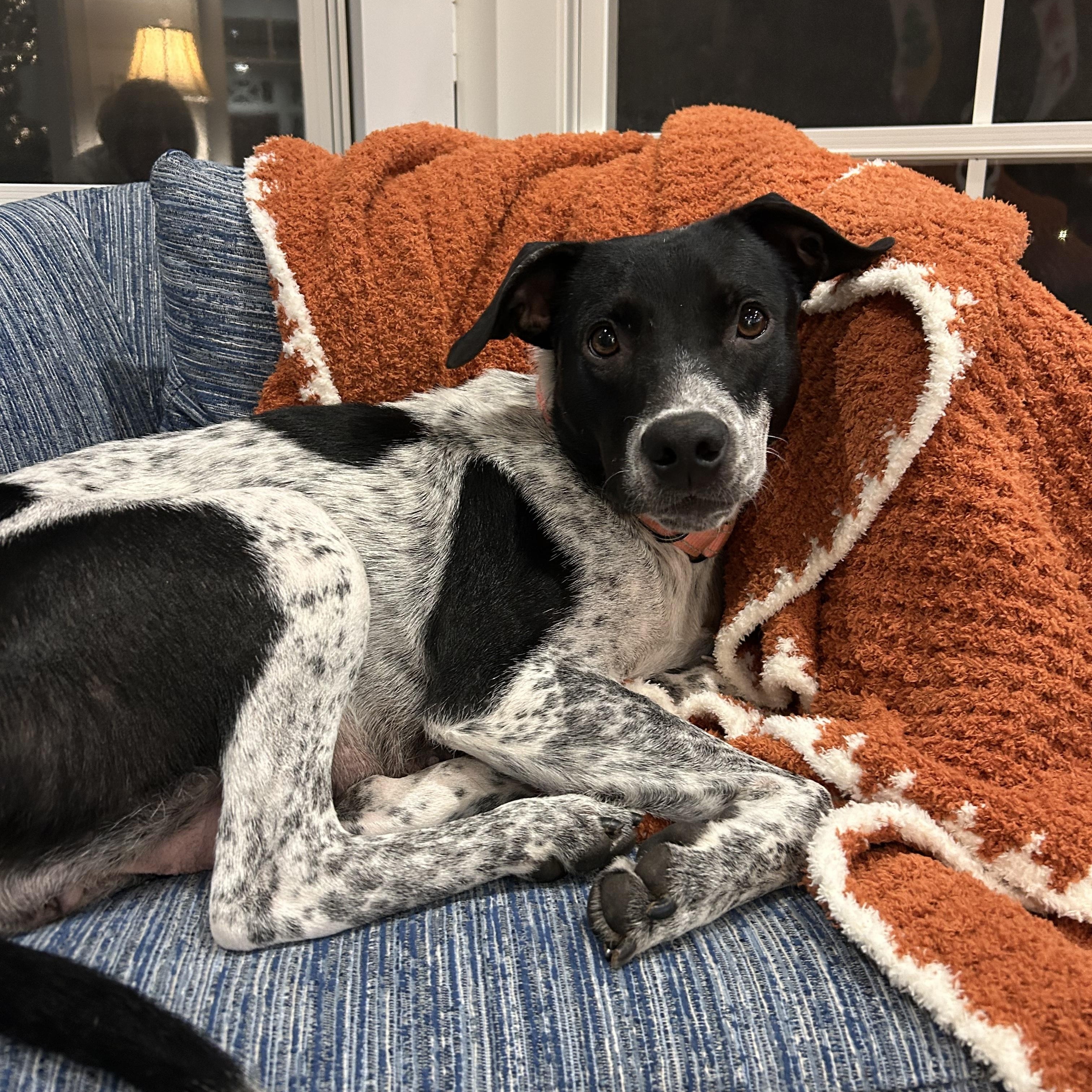 Dream, a ADOPTABLE mixed breed in Rock Hill, SC image 3/6