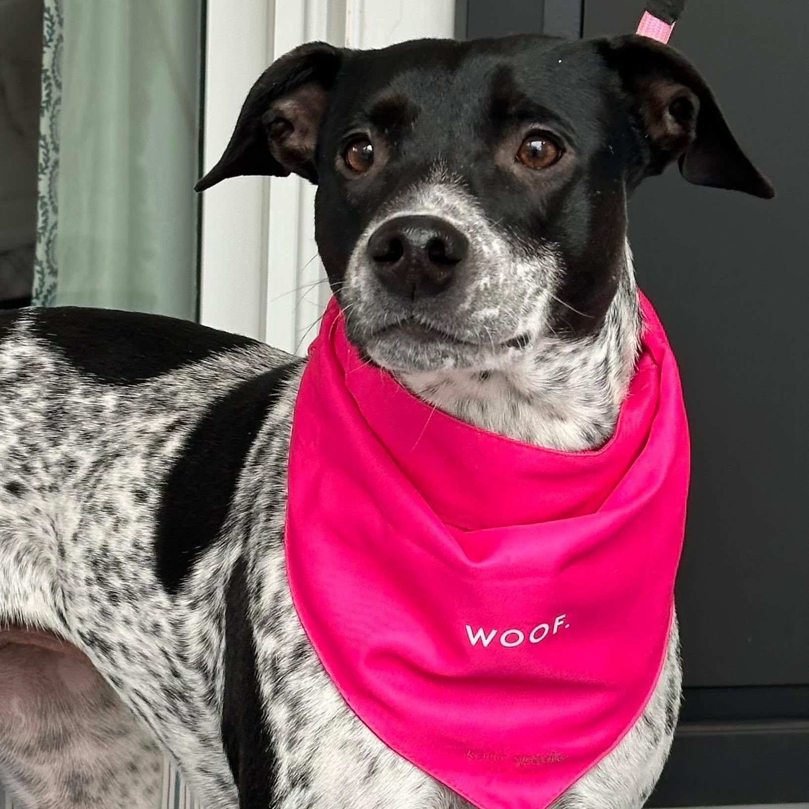 Dream, ADOPTABLE, Adult Female German Shorthaired Pointer.