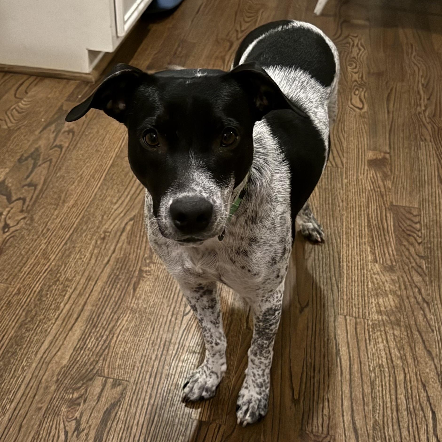 Enlarge Dream, a ADOPTABLE mixed breed in Rock Hill, SC image 3/5