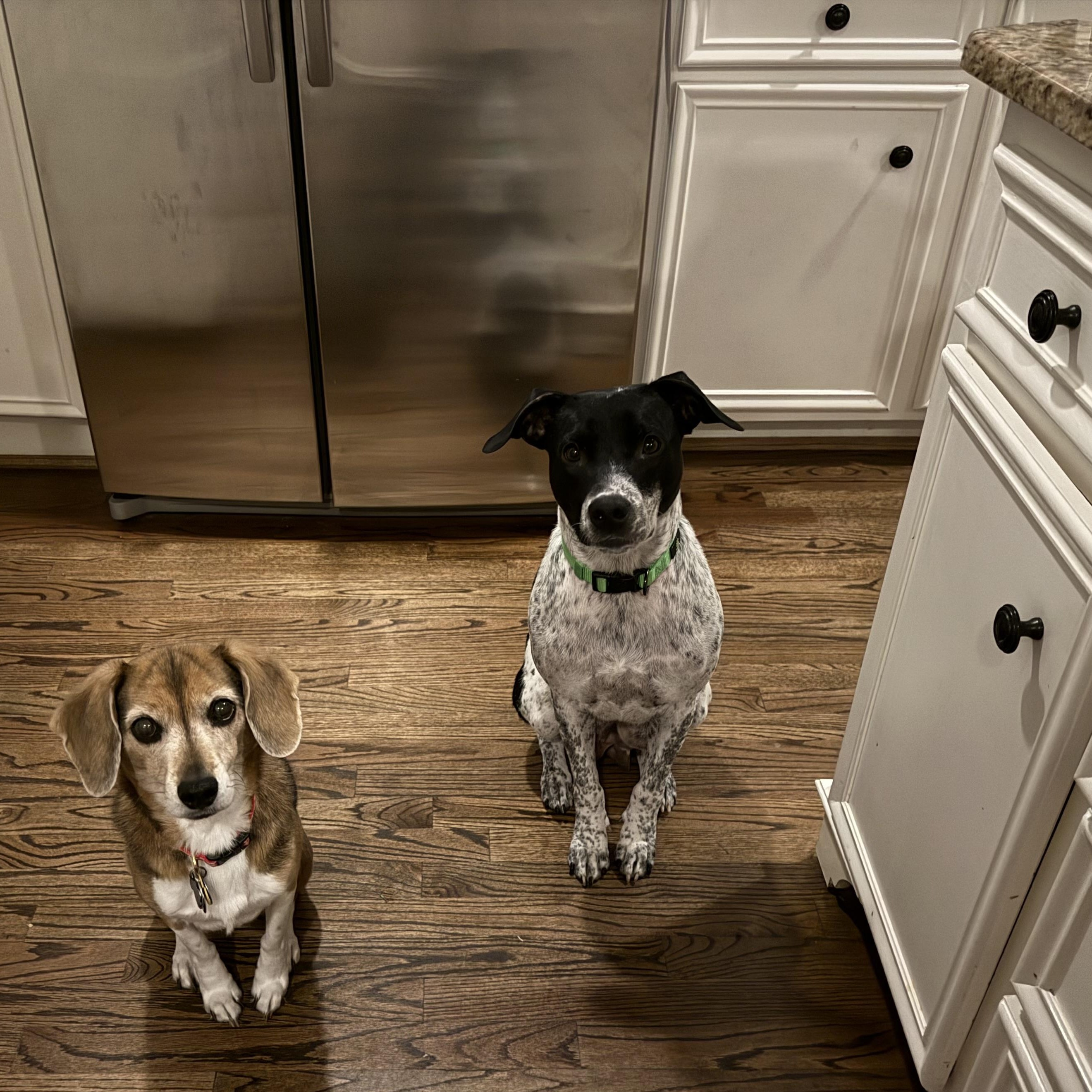 Enlarge Dream, a ADOPTABLE mixed breed in Rock Hill, SC image 4/5