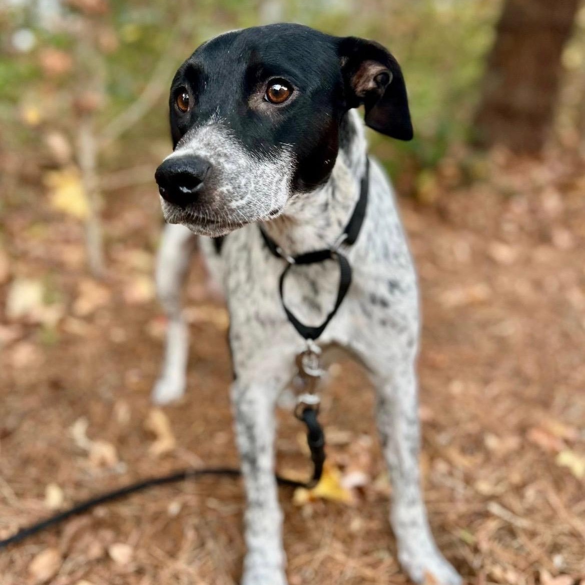 Enlarge Dream, a ADOPTABLE mixed breed in Rock Hill, SC image 1/5