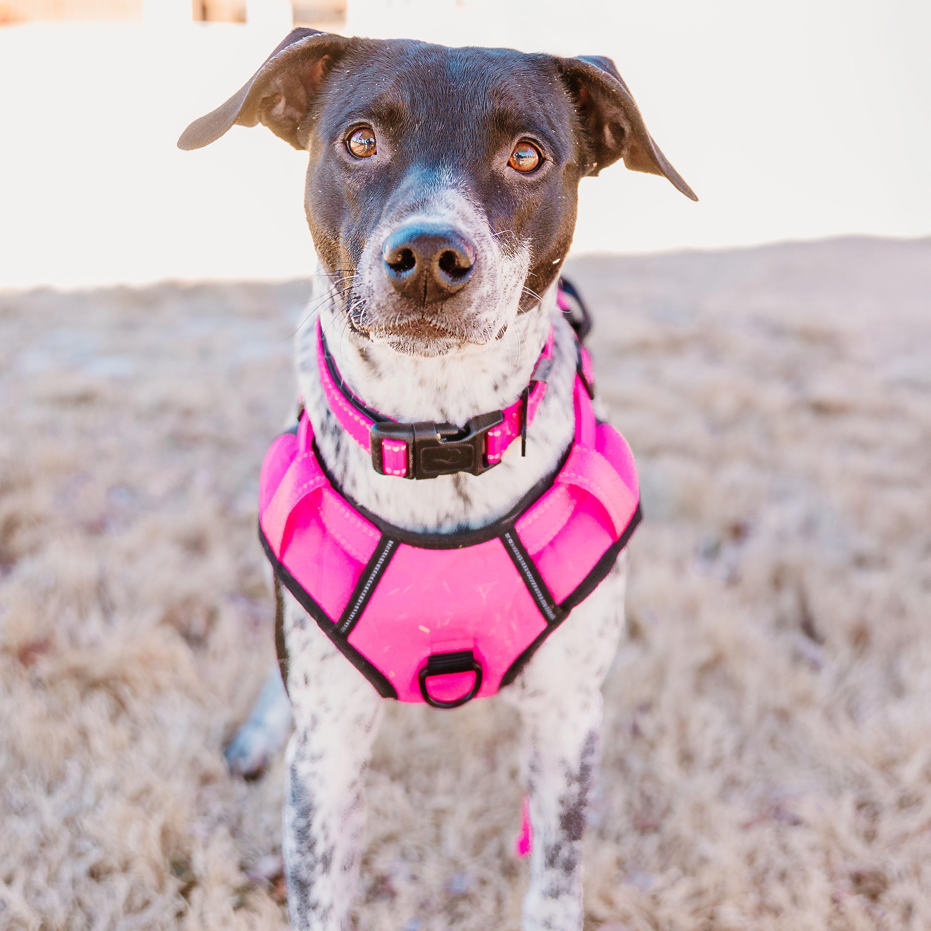 Dream, a ADOPTABLE mixed breed in Rock Hill, SC image 4/6