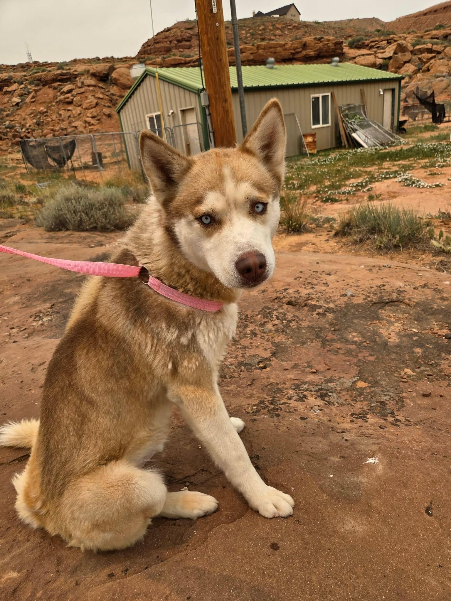 River, an adopted Husky in Roosevelt, UT image 1/4