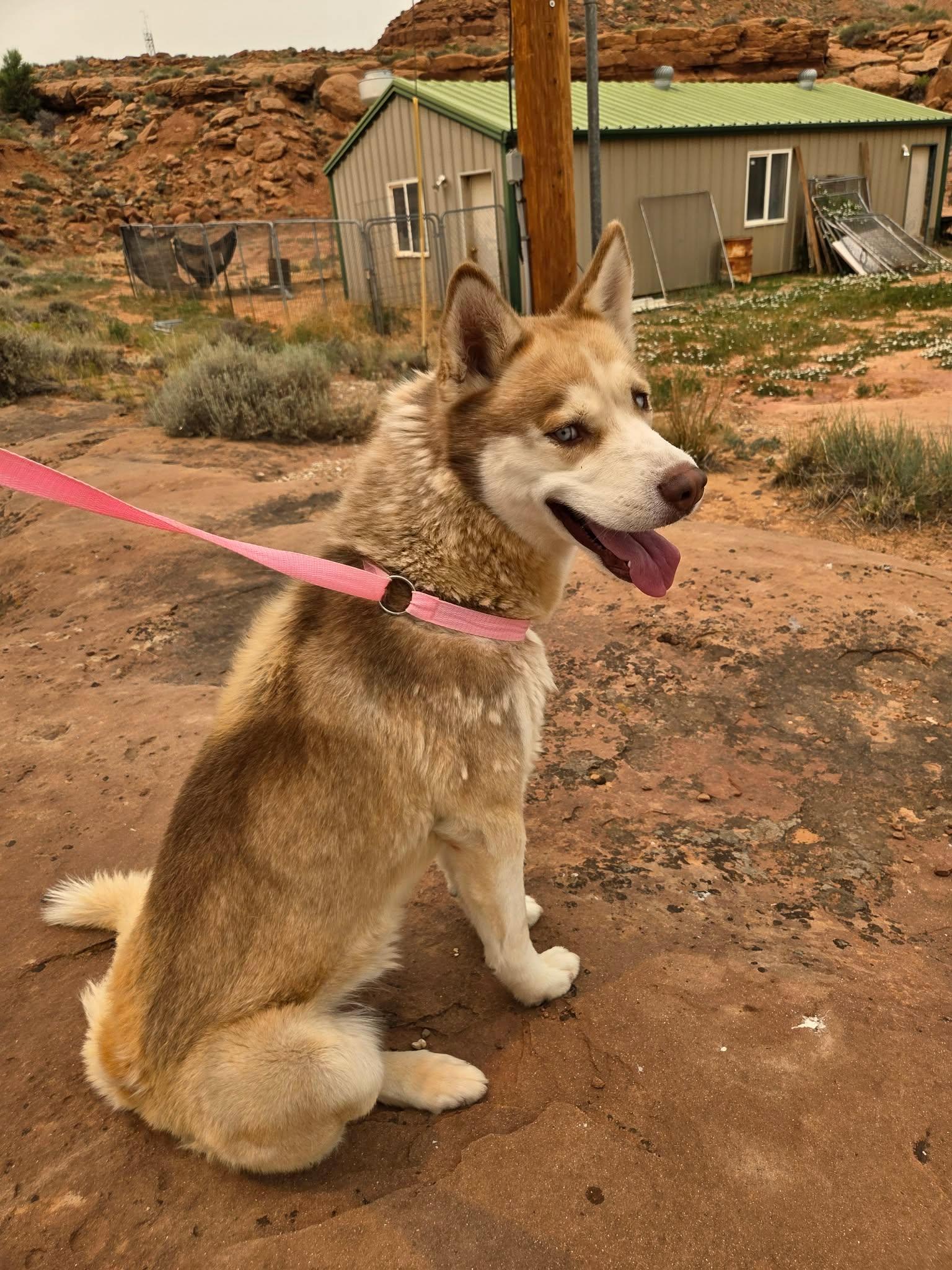 River, an adopted Husky in Roosevelt, UT image 4/4