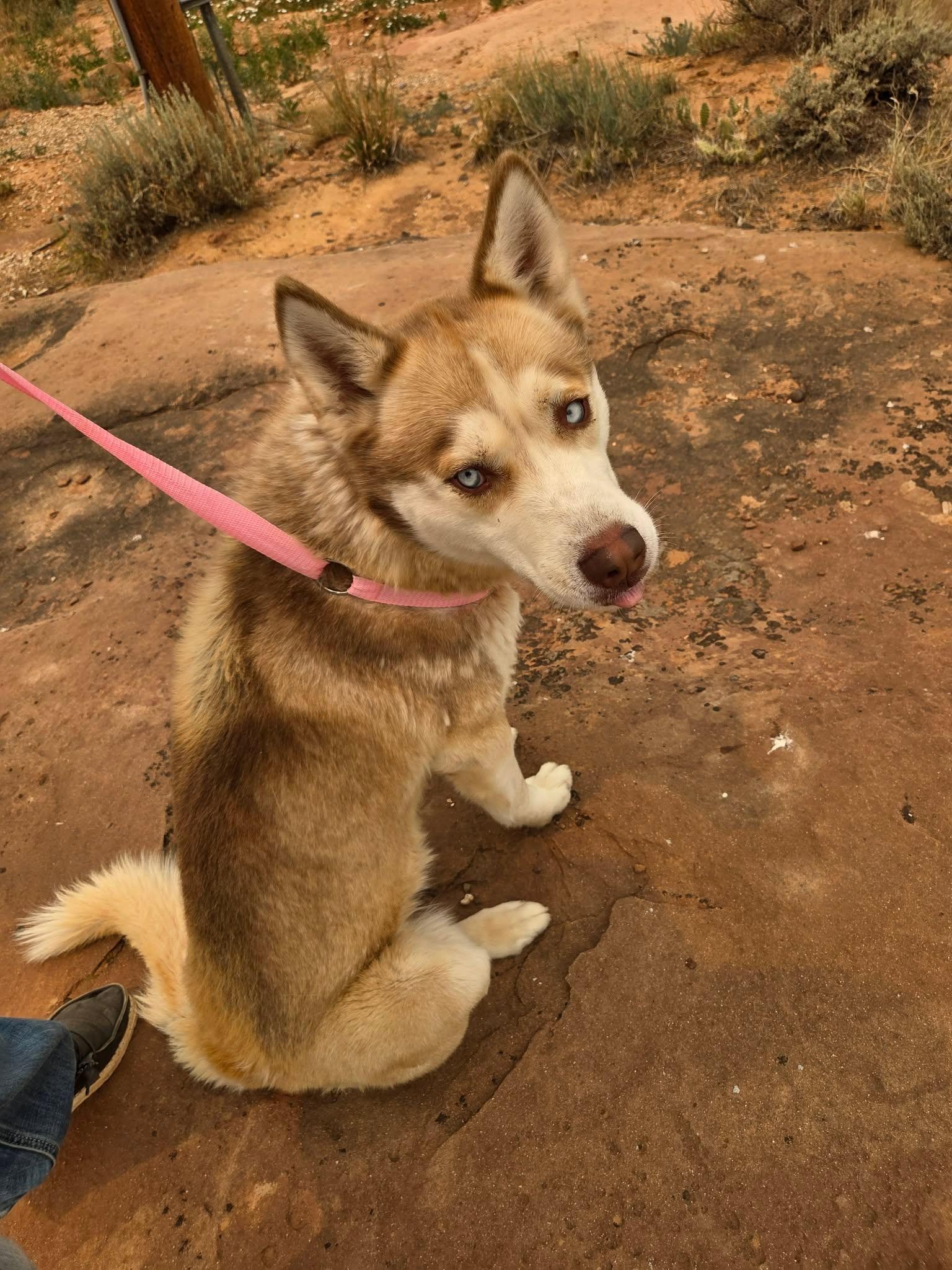 River, an adopted Husky in Roosevelt, UT image 3/4