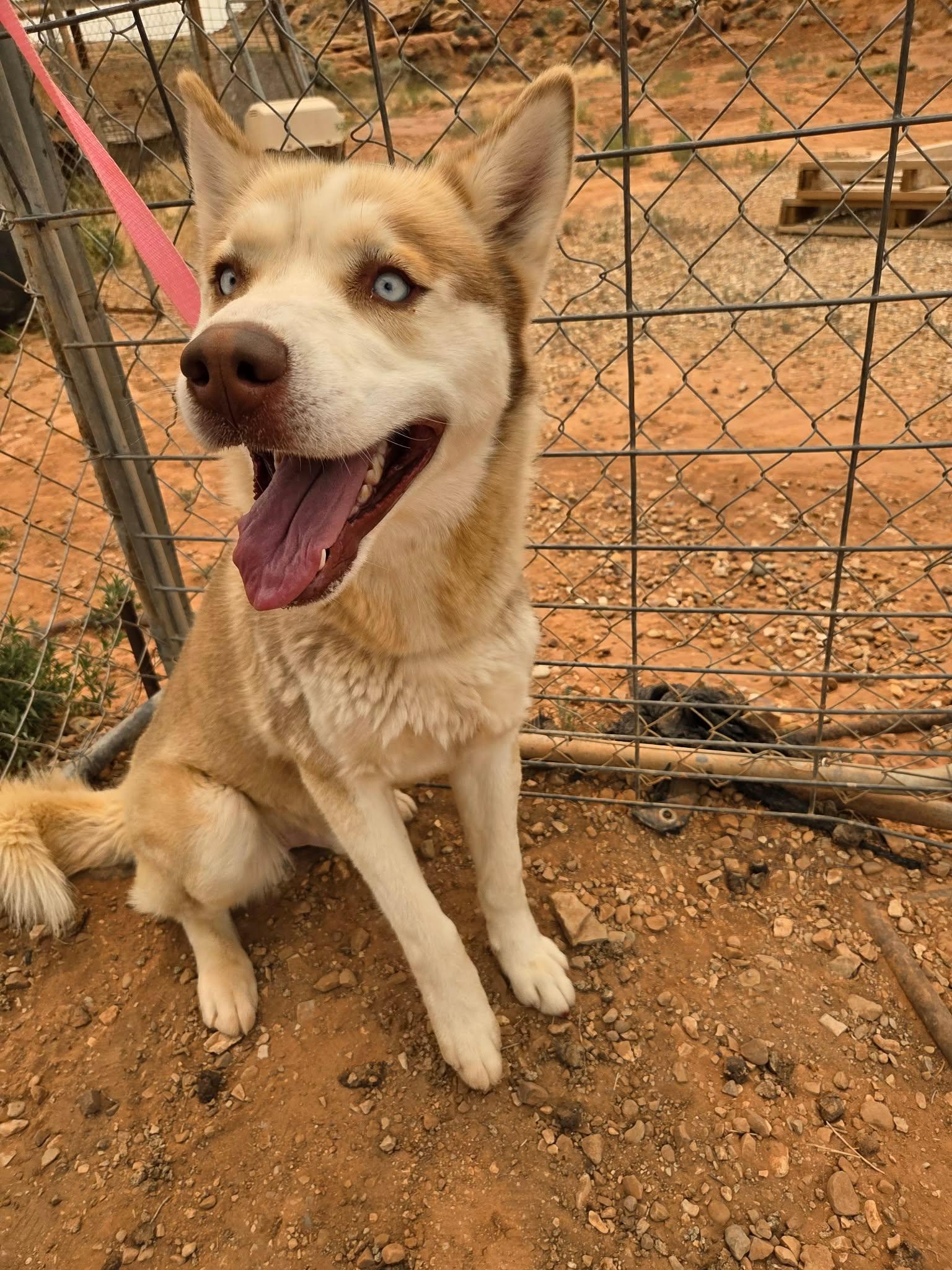 River, an adopted Husky in Roosevelt, UT image 2/4