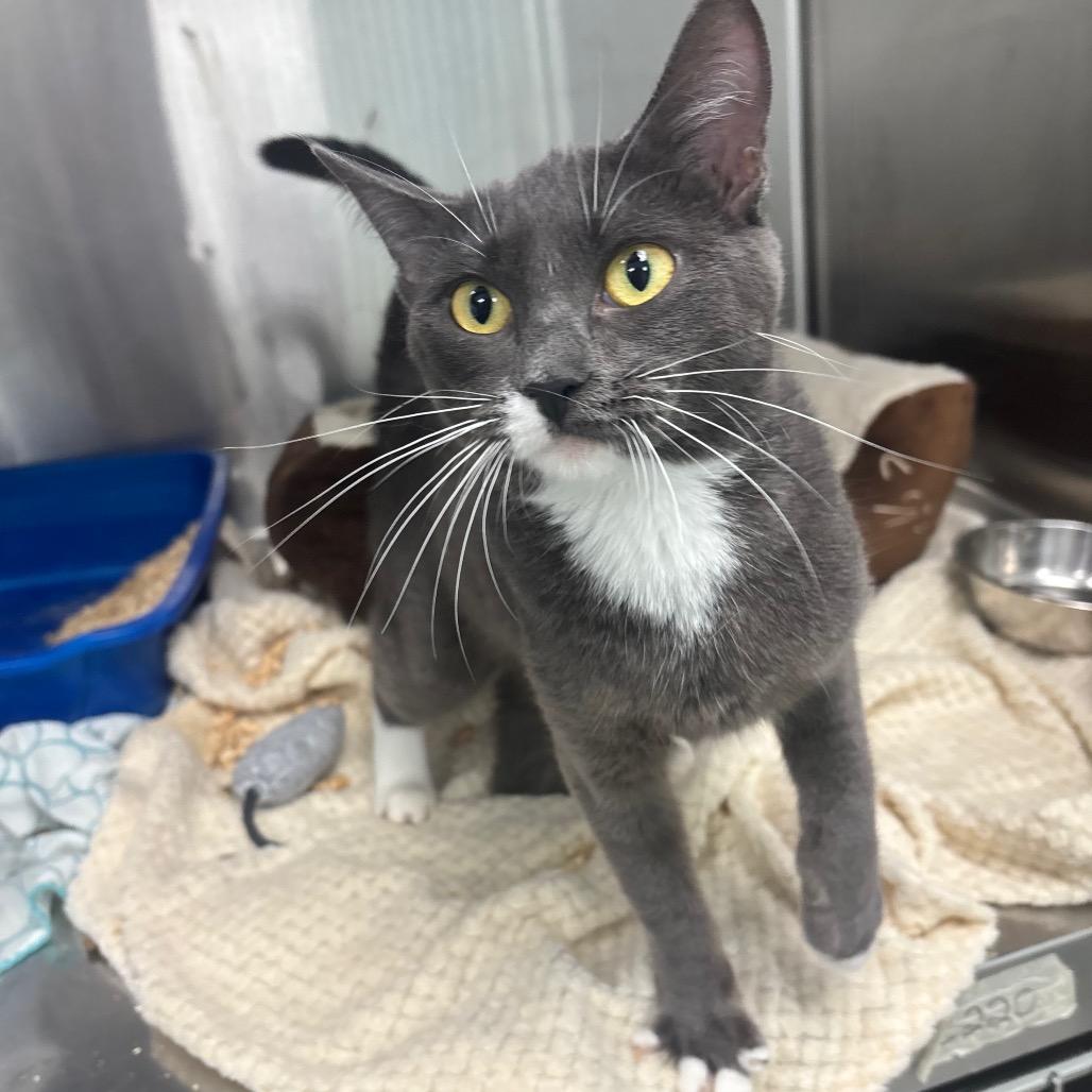 Nasha, Adoptable, Young Female Domestic Short Hair.