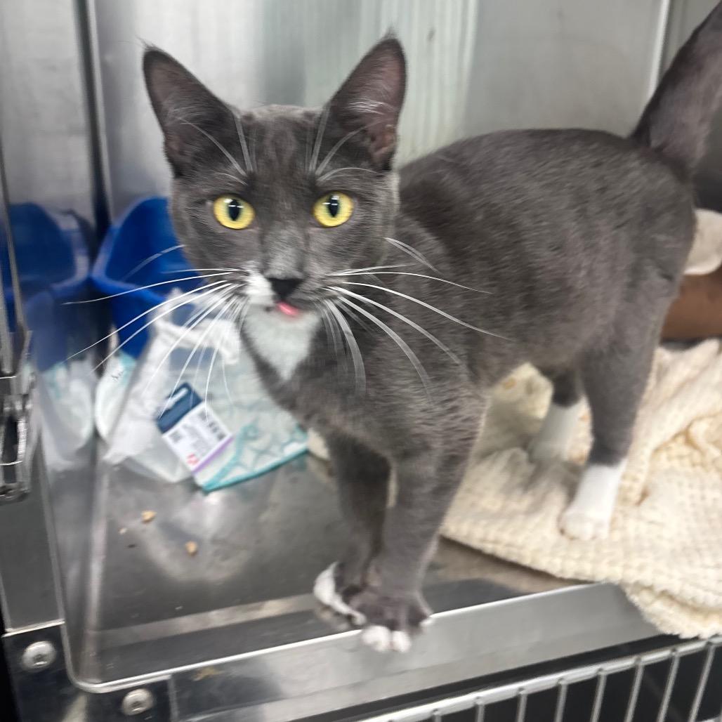 Nasha, a Adoptable Domestic Short Hair in Saskatoon, SK image 2/4