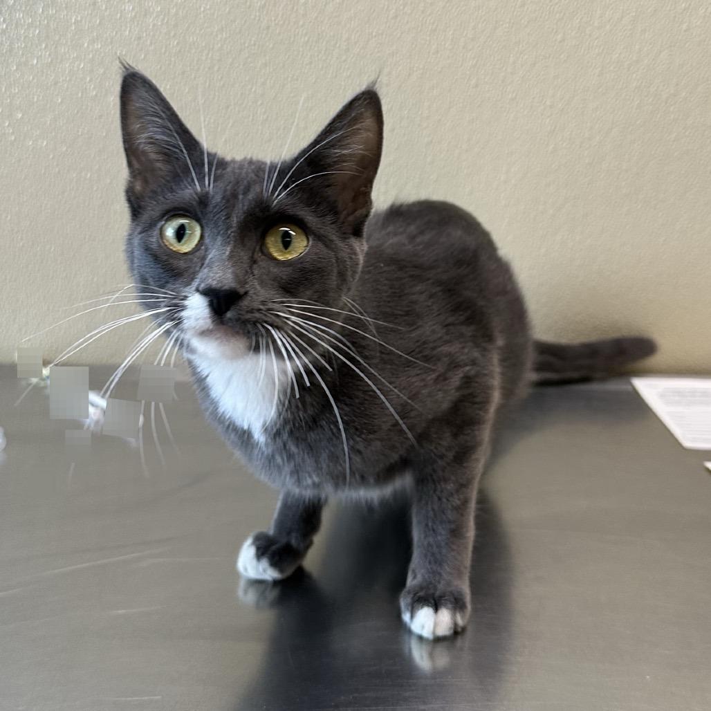 Nasha, a Adoptable Domestic Short Hair in Saskatoon, SK image 3/4