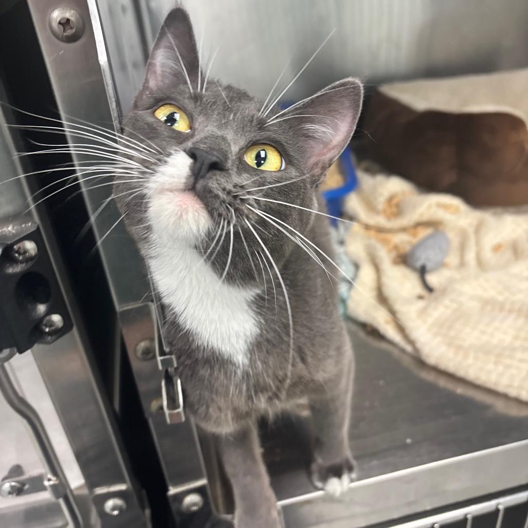 Nasha, a Adoptable Domestic Short Hair in Saskatoon, SK image 4/4