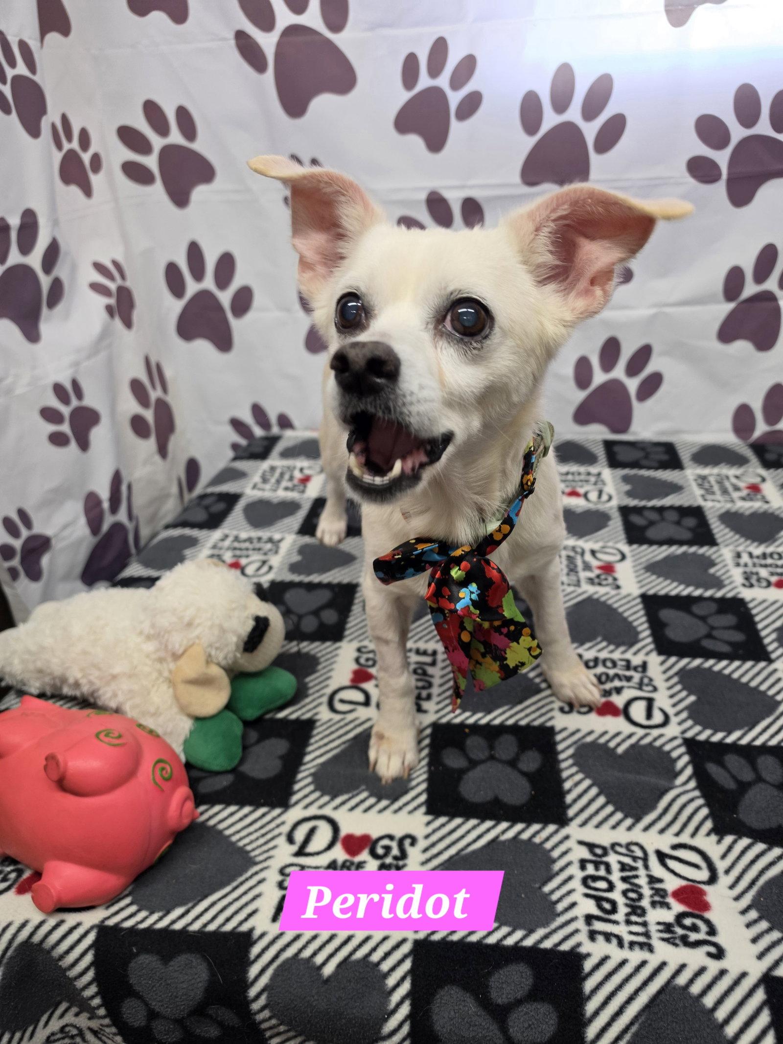 Peridot, Adoptable, Adult Female Chihuahua.