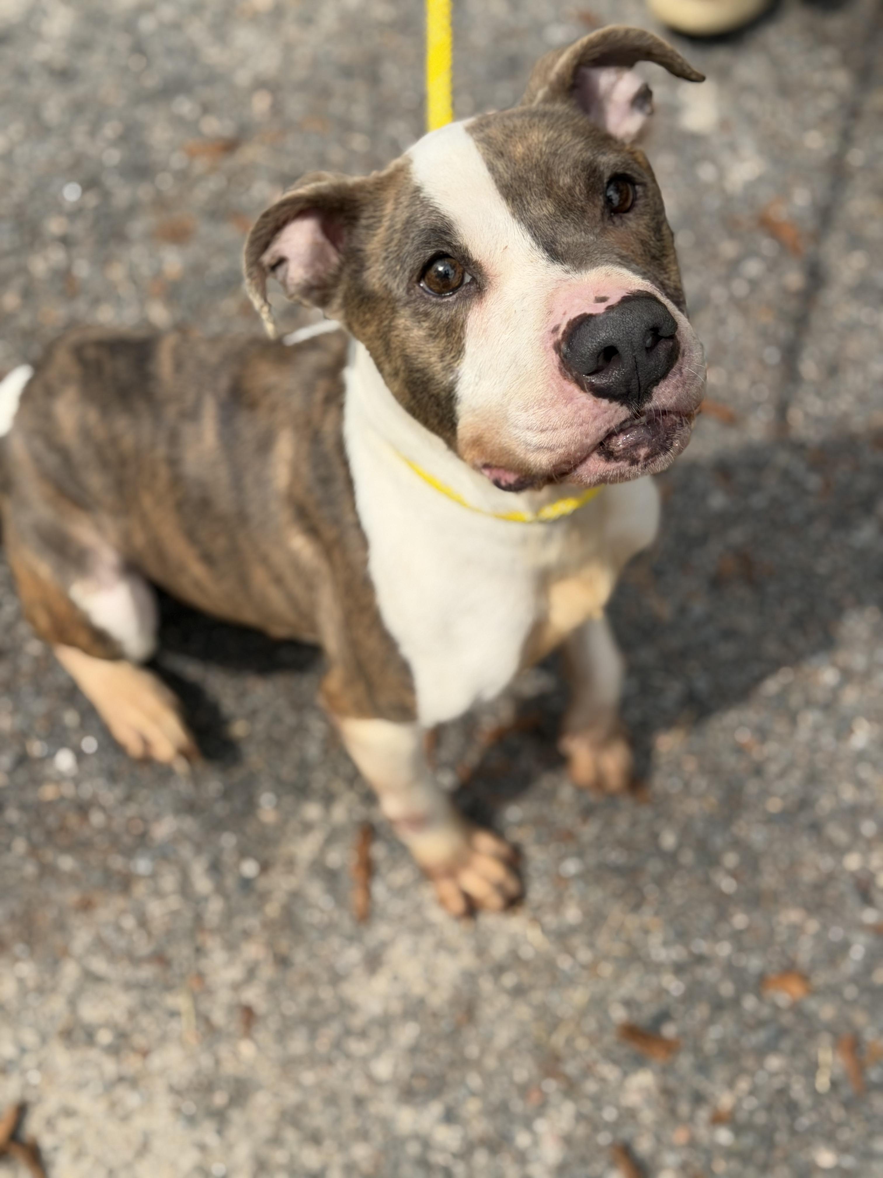 Enlarge Navajo, a ADOPTABLE Pit Bull Terrier in Petersburg, VA image 3/6