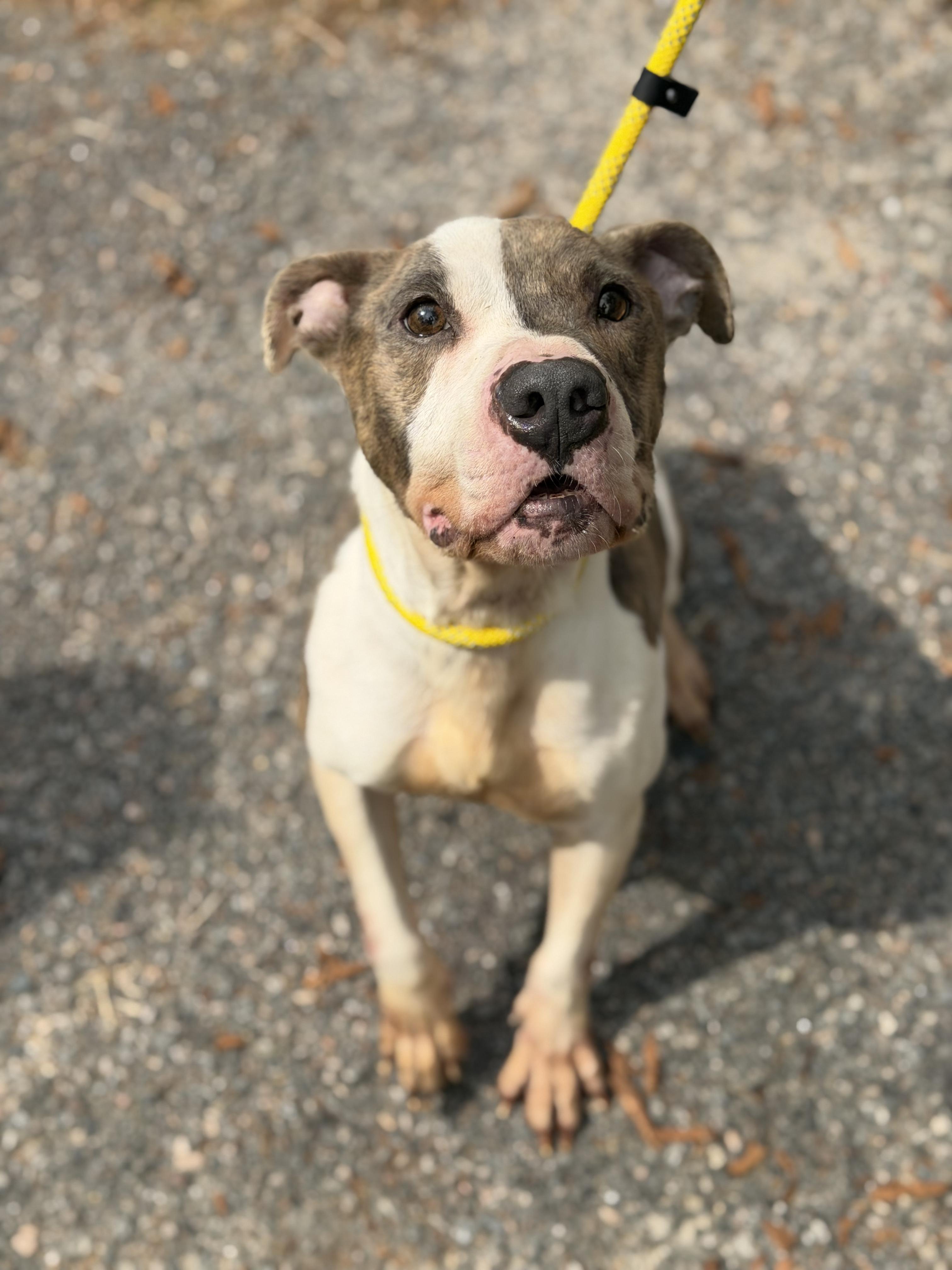 Enlarge Navajo, a ADOPTABLE Pit Bull Terrier in Petersburg, VA image 2/6