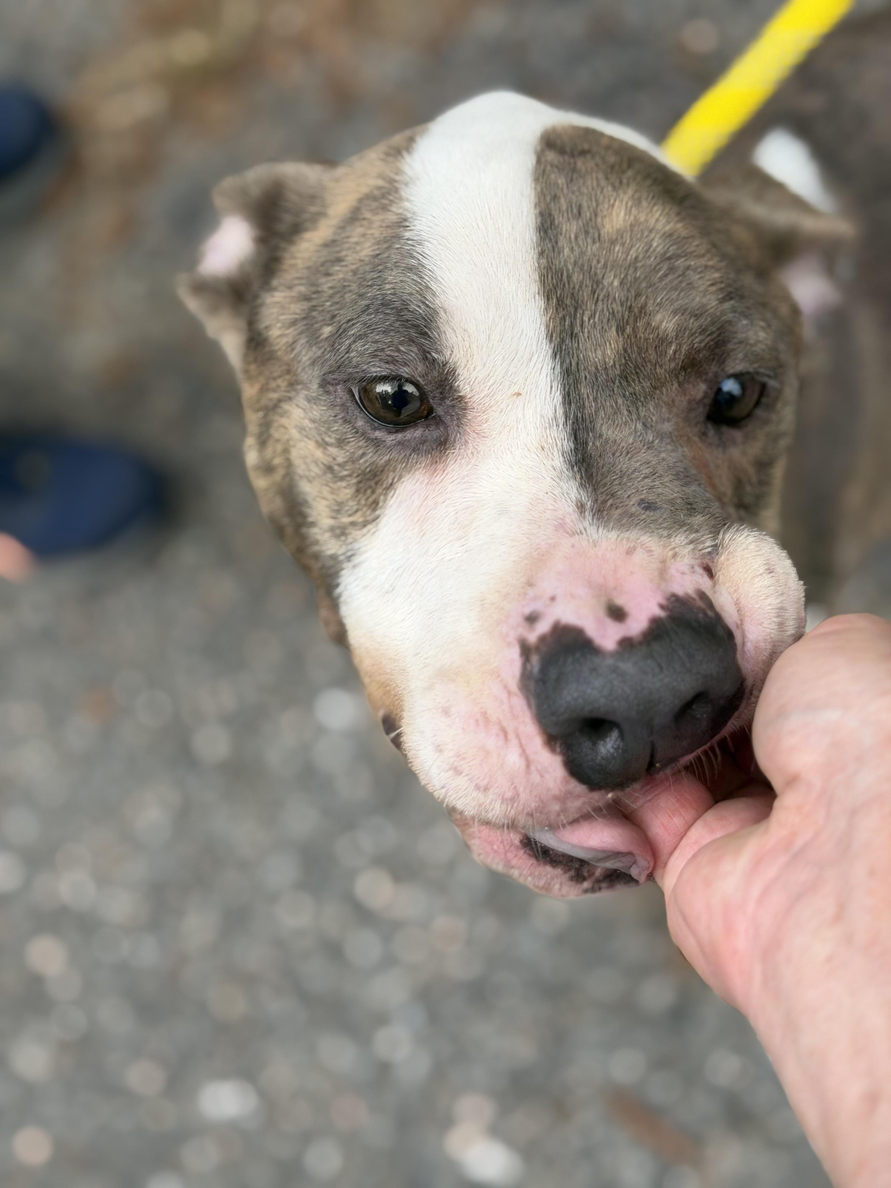 Enlarge Navajo, a ADOPTABLE Pit Bull Terrier in Petersburg, VA image 5/6