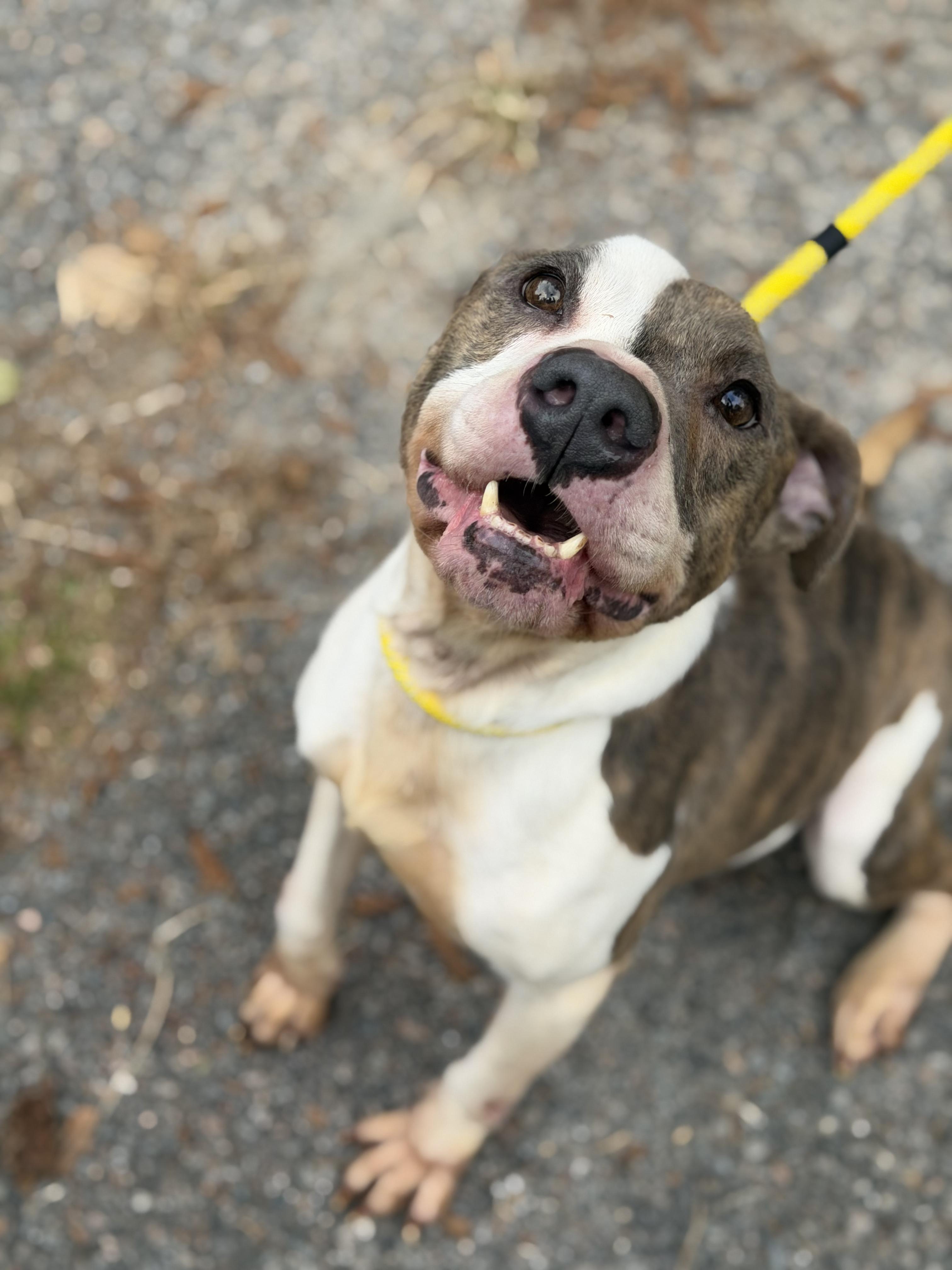 Enlarge Navajo, a ADOPTABLE Pit Bull Terrier in Petersburg, VA image 4/6