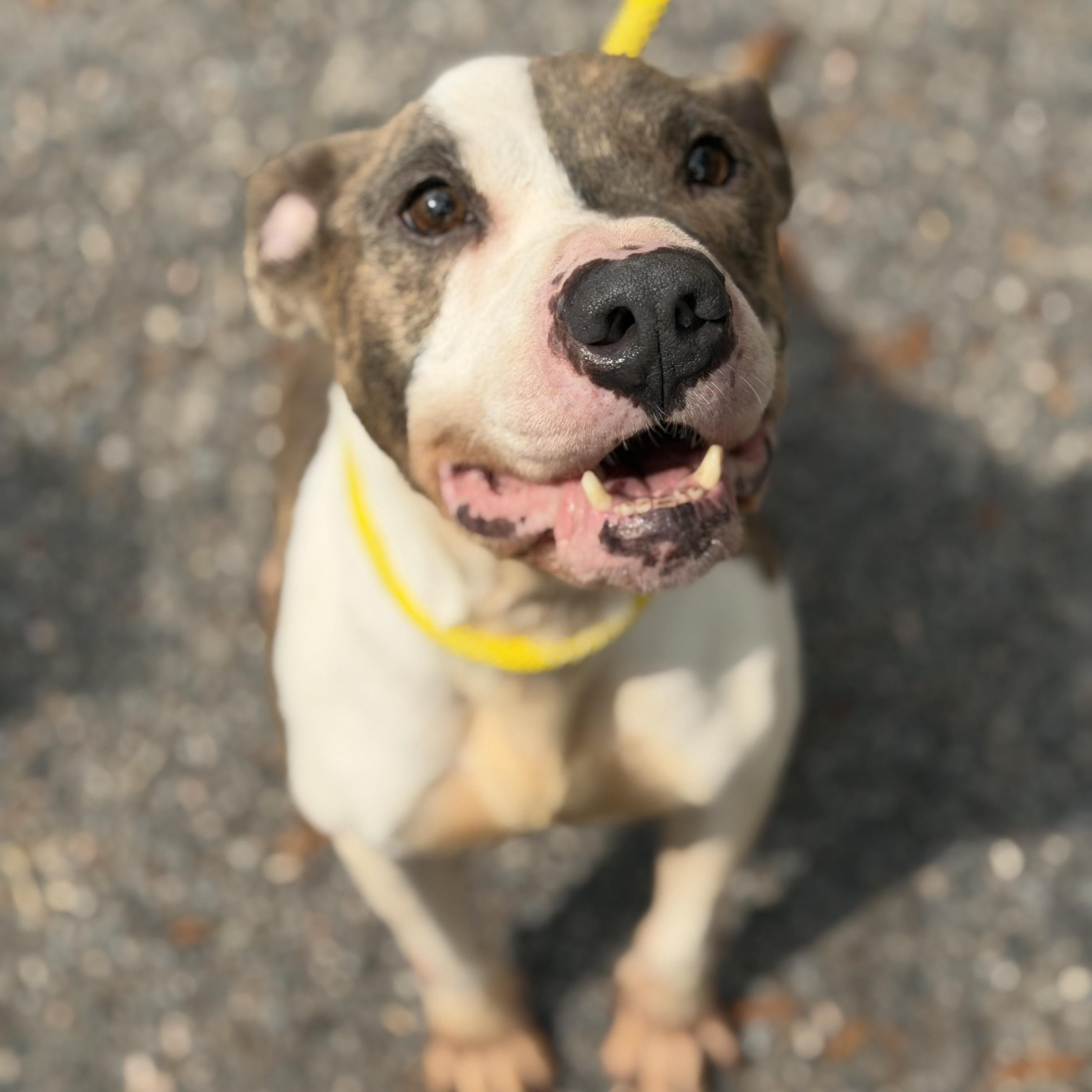 Navajo, ADOPTABLE, Young Male Pit Bull Terrier.