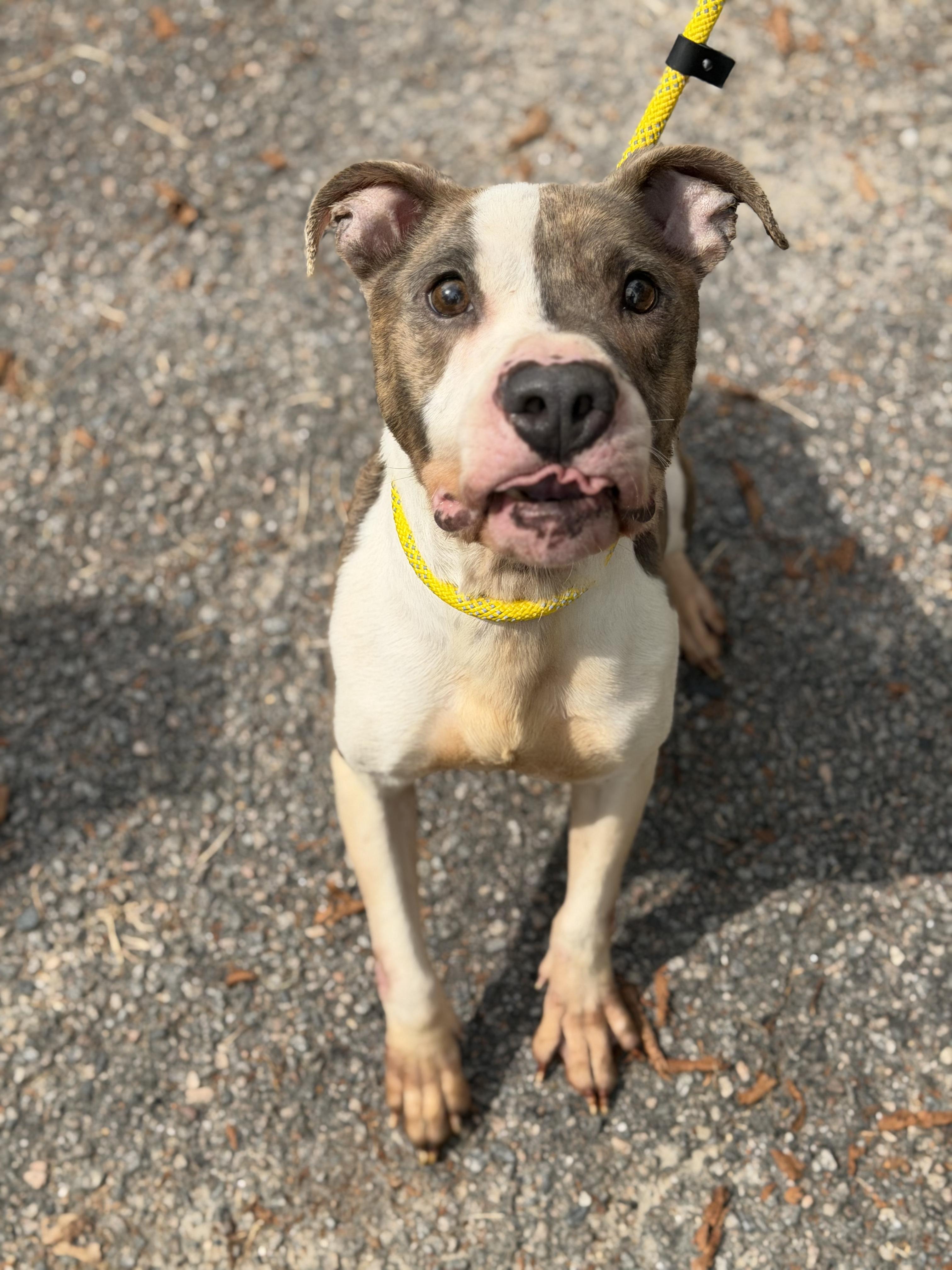 Enlarge Navajo, a ADOPTABLE Pit Bull Terrier in Petersburg, VA image 6/6