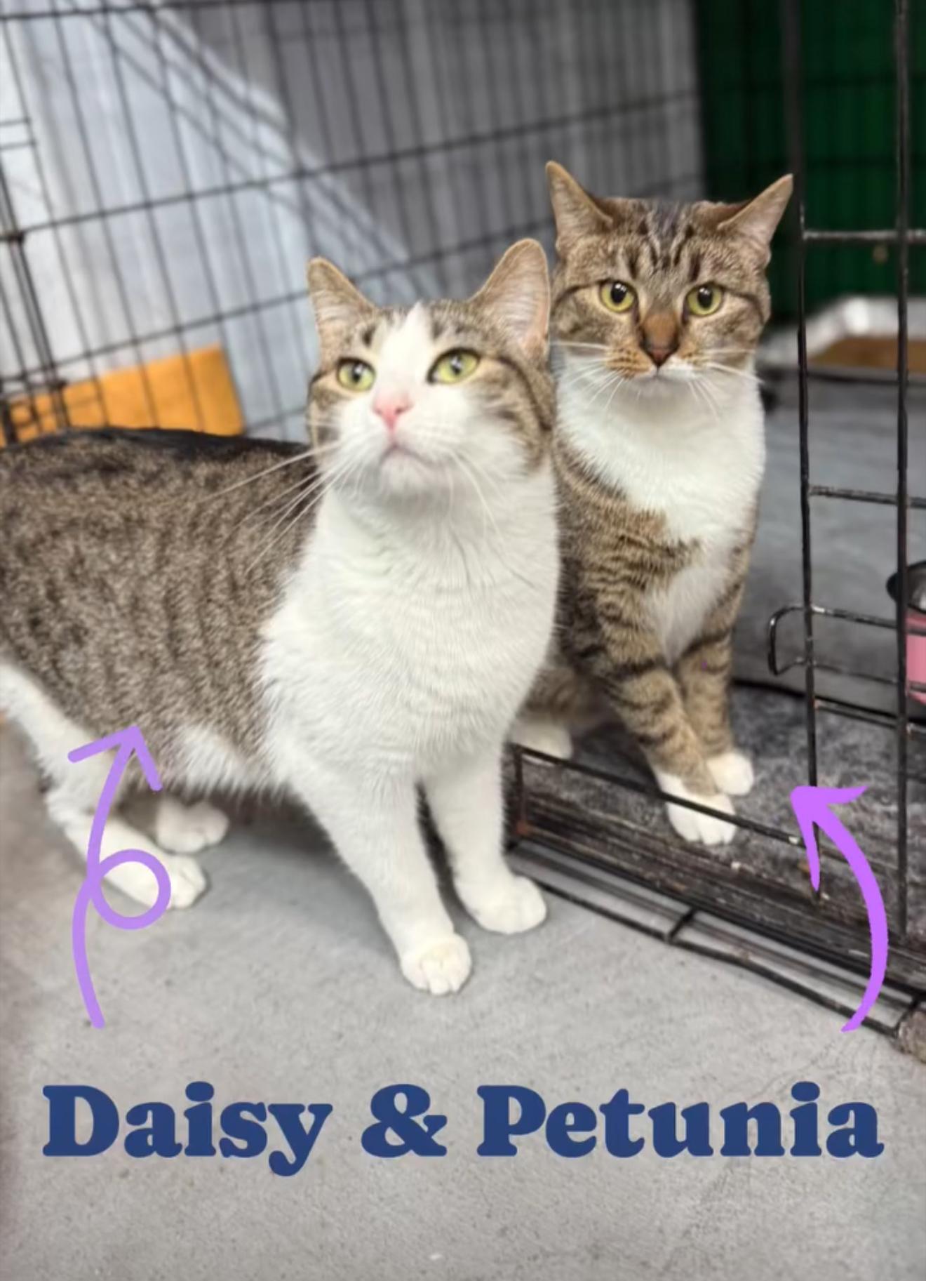 Daisy and Petunia  --  (jm)