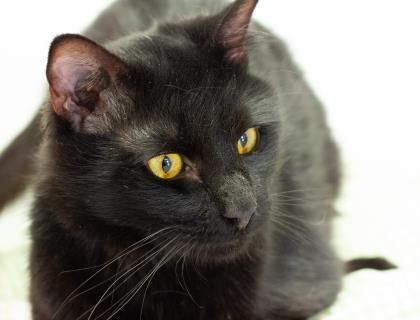 Enlarge Bynx, a ADOPTABLE Domestic Medium Hair in Potsdam, NY image 1/1