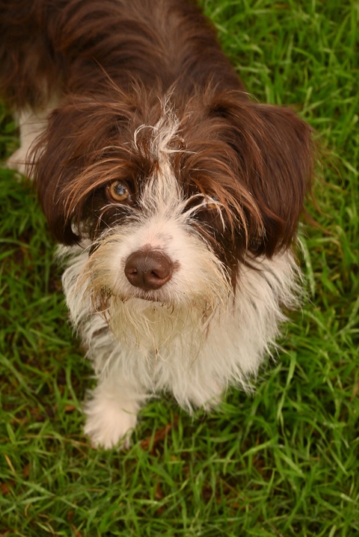 Laya, Adopted, Young Female Maltese.