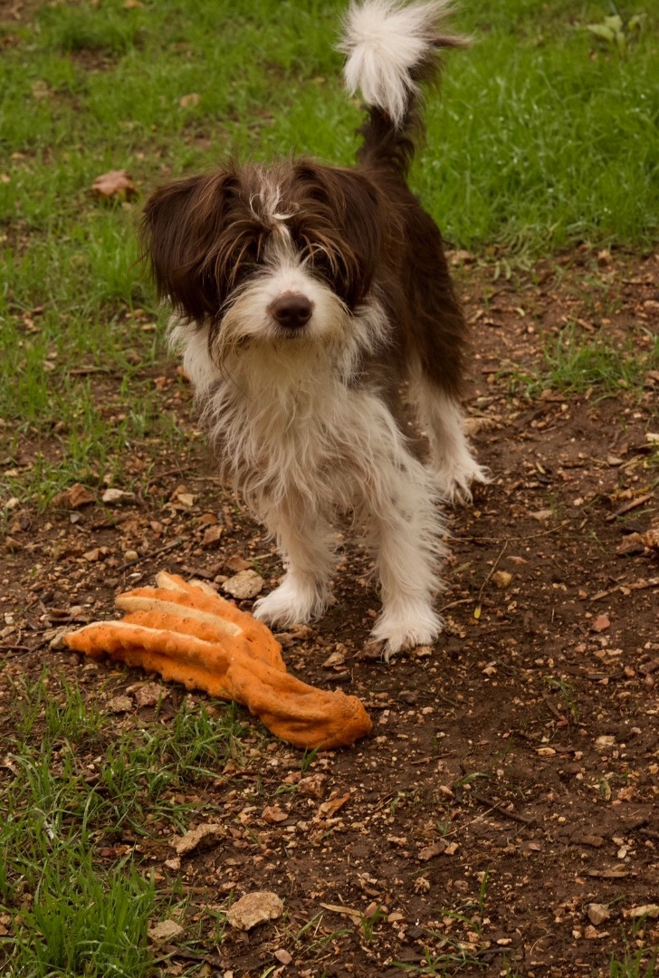 Enlarge Laya, a Adopted Maltese in Johnson City, TX image 2/4