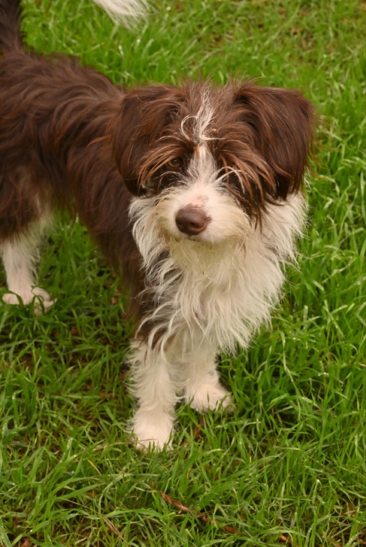 Enlarge Laya, a Adopted Maltese in Johnson City, TX image 3/4