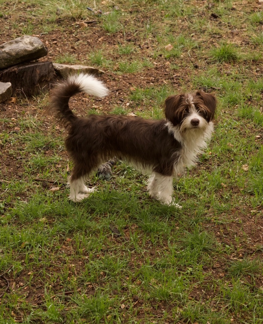 Enlarge Laya, a Adopted Maltese in Johnson City, TX image 4/4